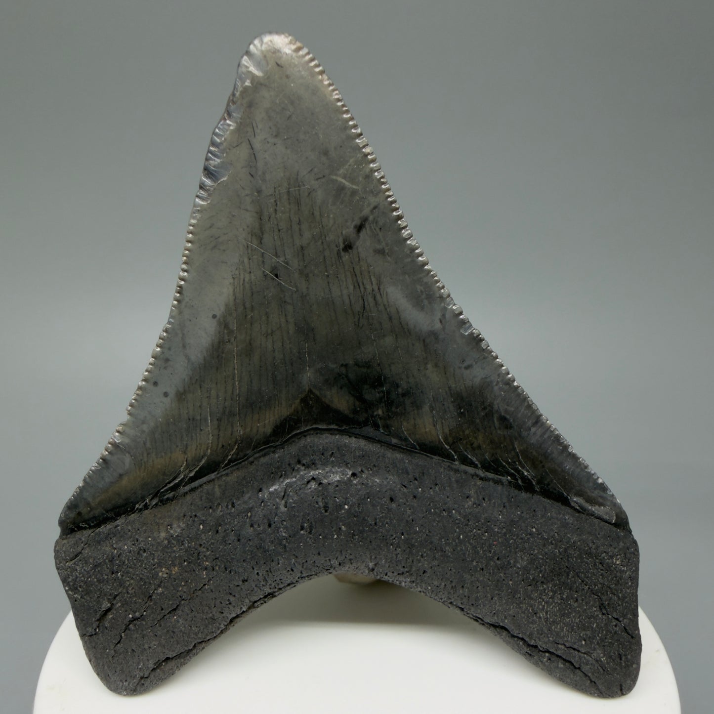 Back View 2.96" Colorful Fossil Megalodon Tooth – South Carolina River Find | Authentic CM603