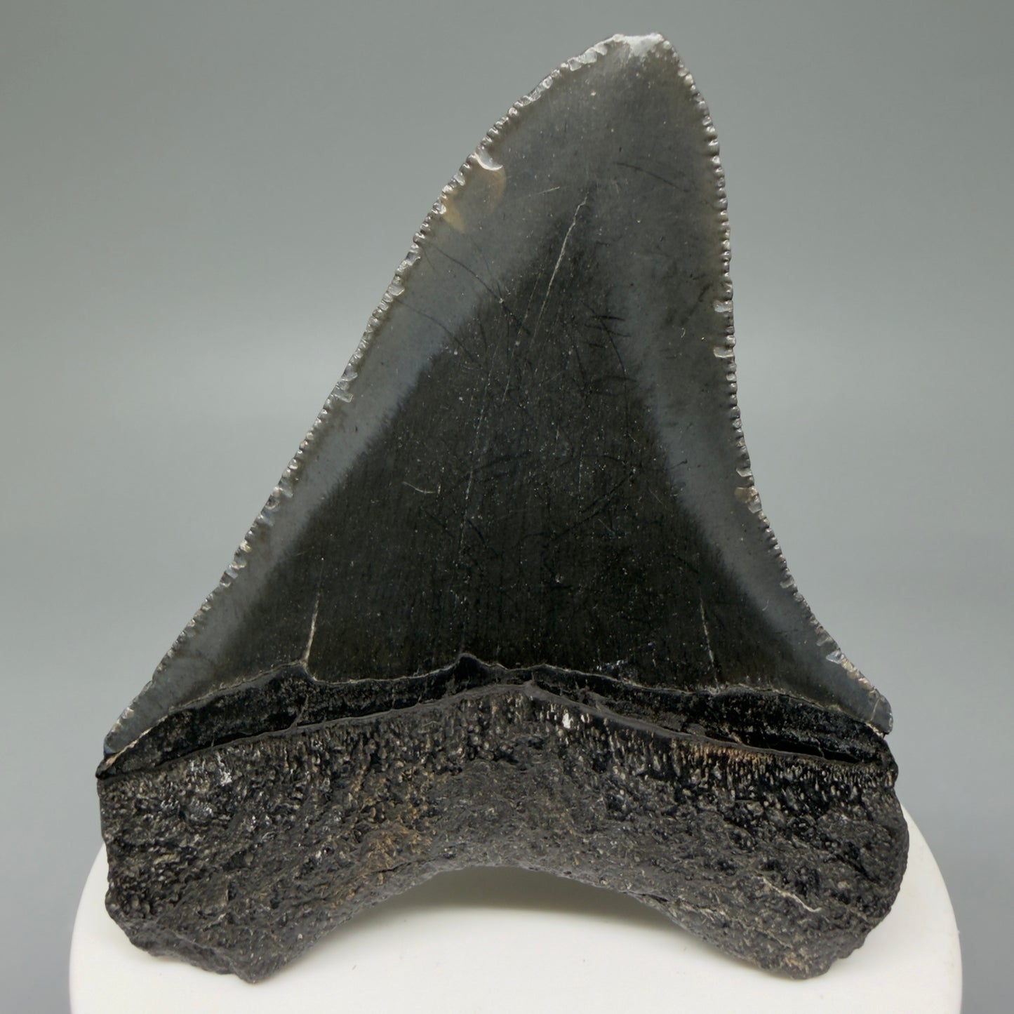 Back View 2.96" Colorful Fossil Megalodon Tooth – South Carolina River Find | Authentic CM6031
