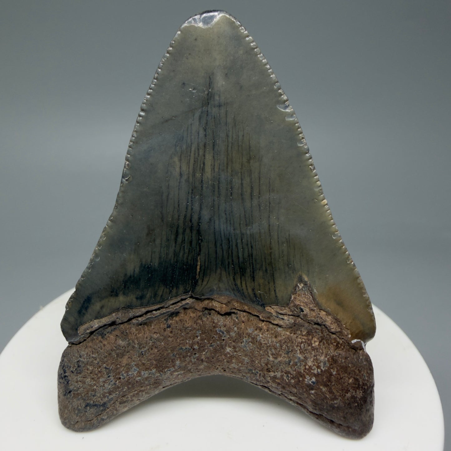 Back View 2.36" Colorful Fossil Megalodon Tooth – South Carolina River Find | Authentic Megalodon Tooth CM6033