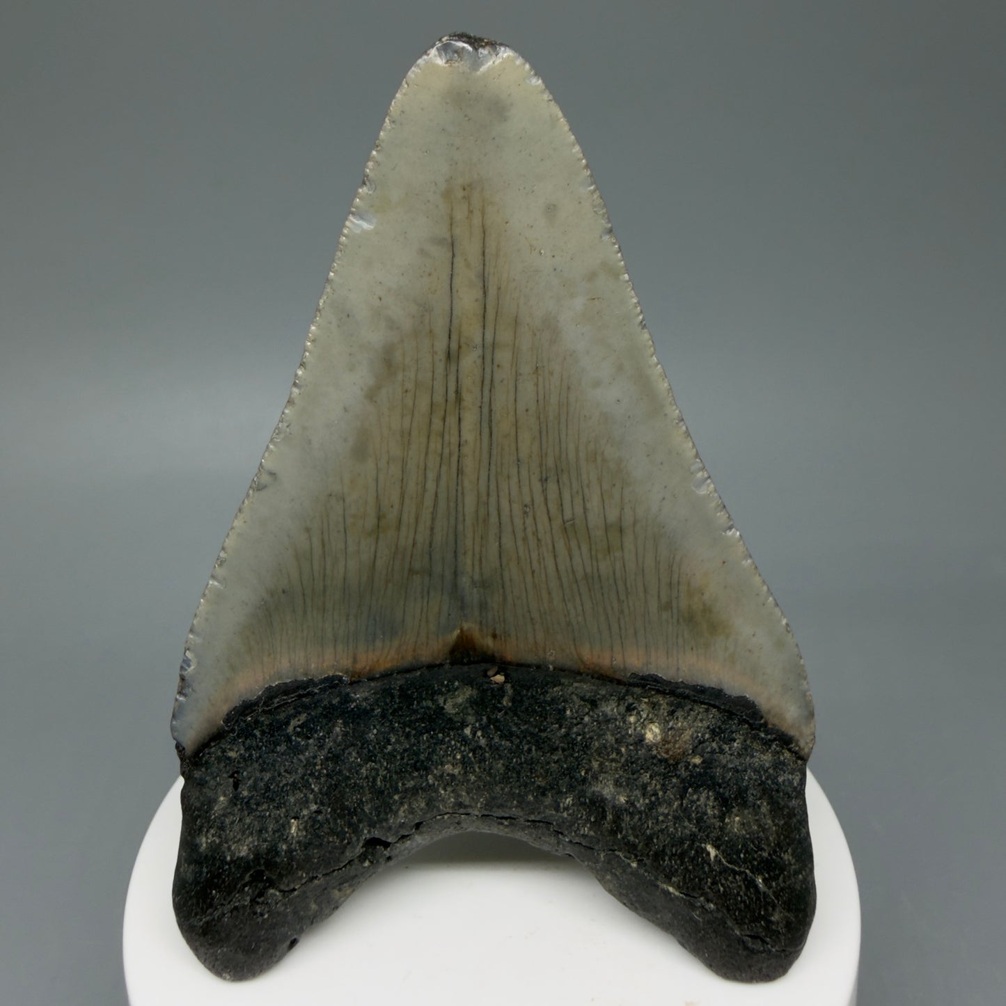 Back View Colorful 3.31" Fossil Megalodon Tooth from North Carolina - megalodonteeth.com CM6041