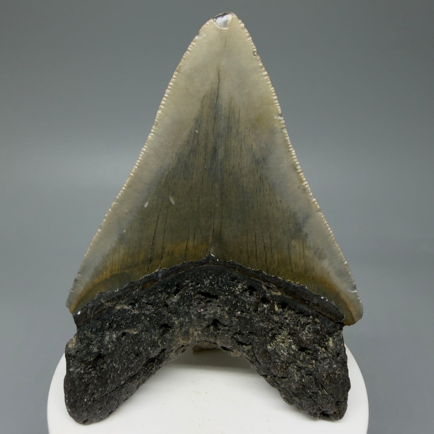 Back View Colorful 3.38" Fossil Megalodon Tooth from North Carolina - megalodonteeth.com CM6042