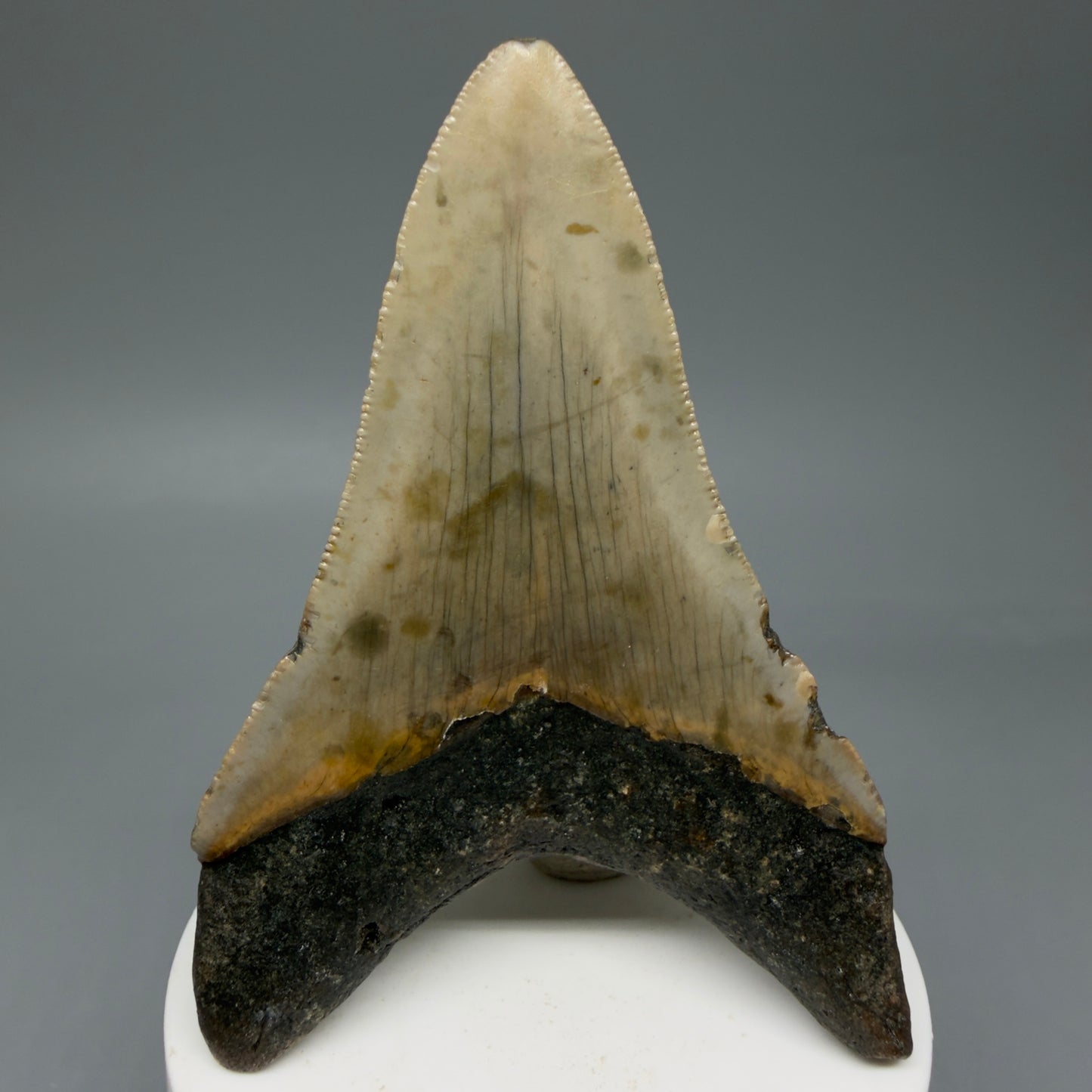 Back View Colorful 3.59" Fossil Megalodon Tooth from North Carolina CM6044