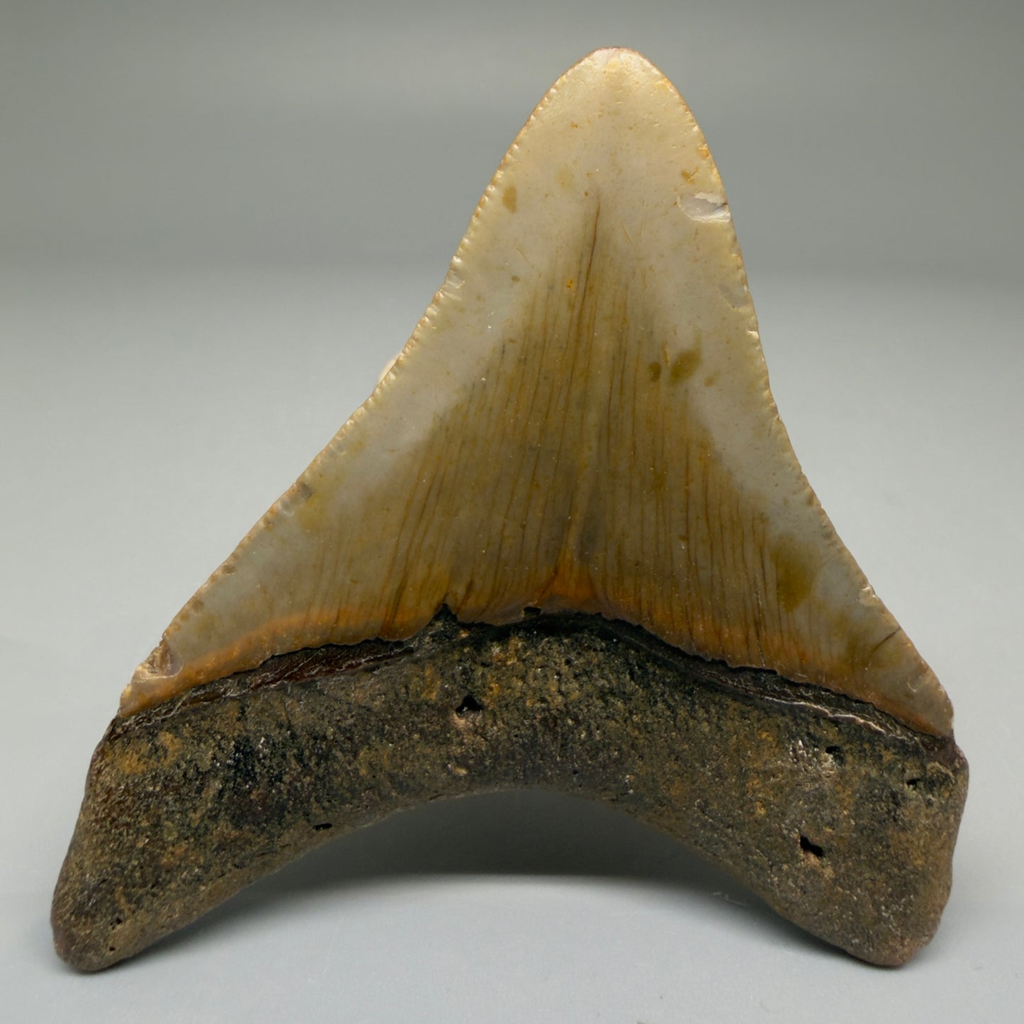 Back View Lateral 2.83" Fossil Megalodon Tooth - Authentic Carcharocles megalodon Fossil from North Carolina CM5702