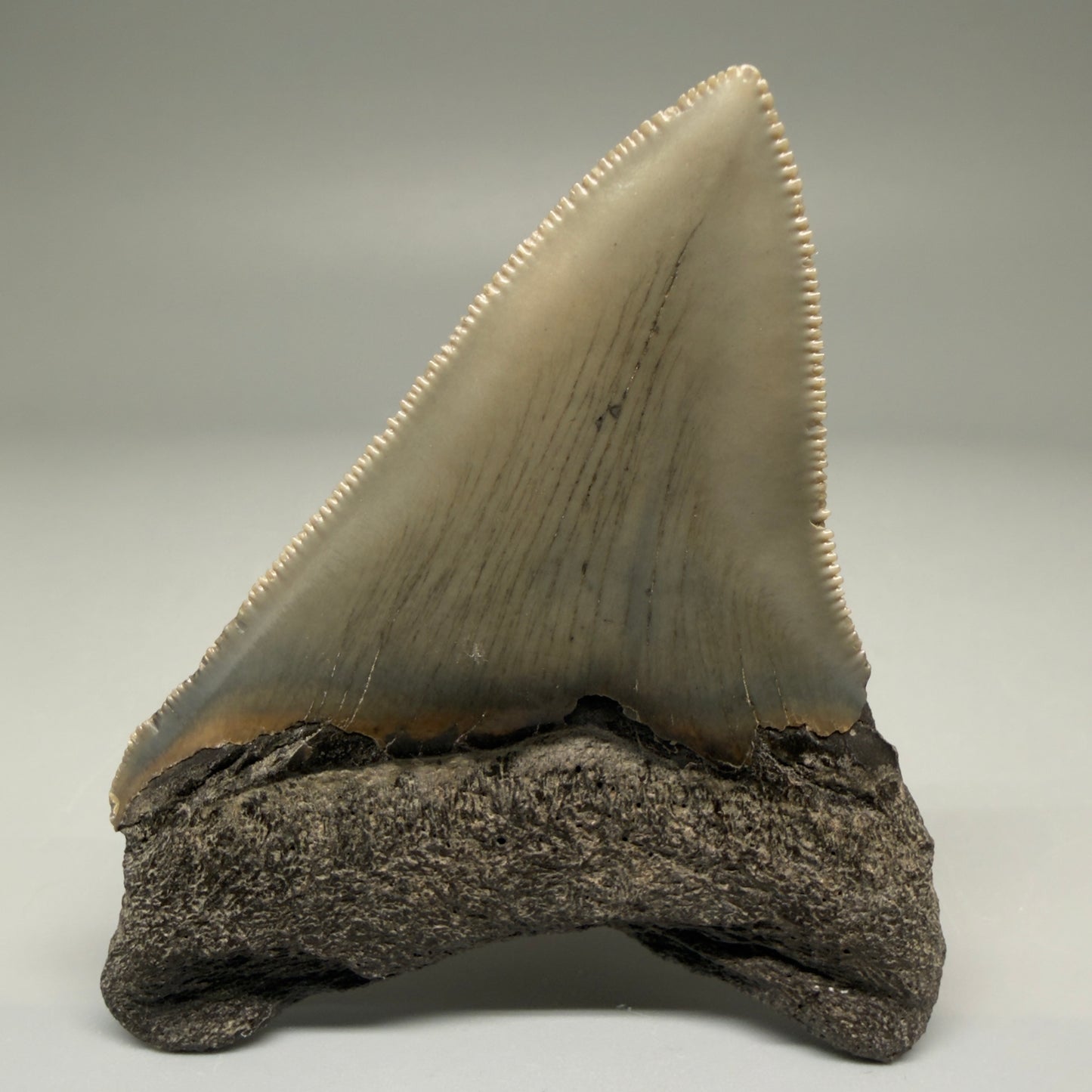 Back View 2.98" Fossil Megalodon Tooth - Authentic Carcharocles megalodon Fossil from North Carolina CM5706