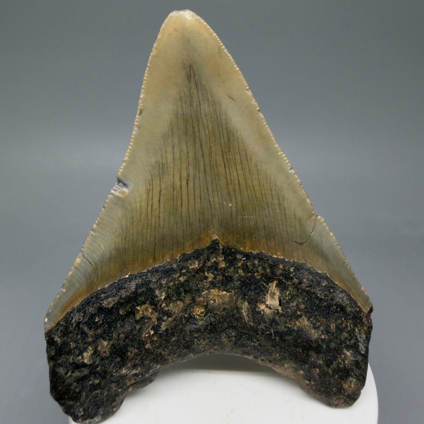 Back View Colorful 3.62" Fossil Megalodon Tooth from North Carolina - megalodonteeth.com CM6046