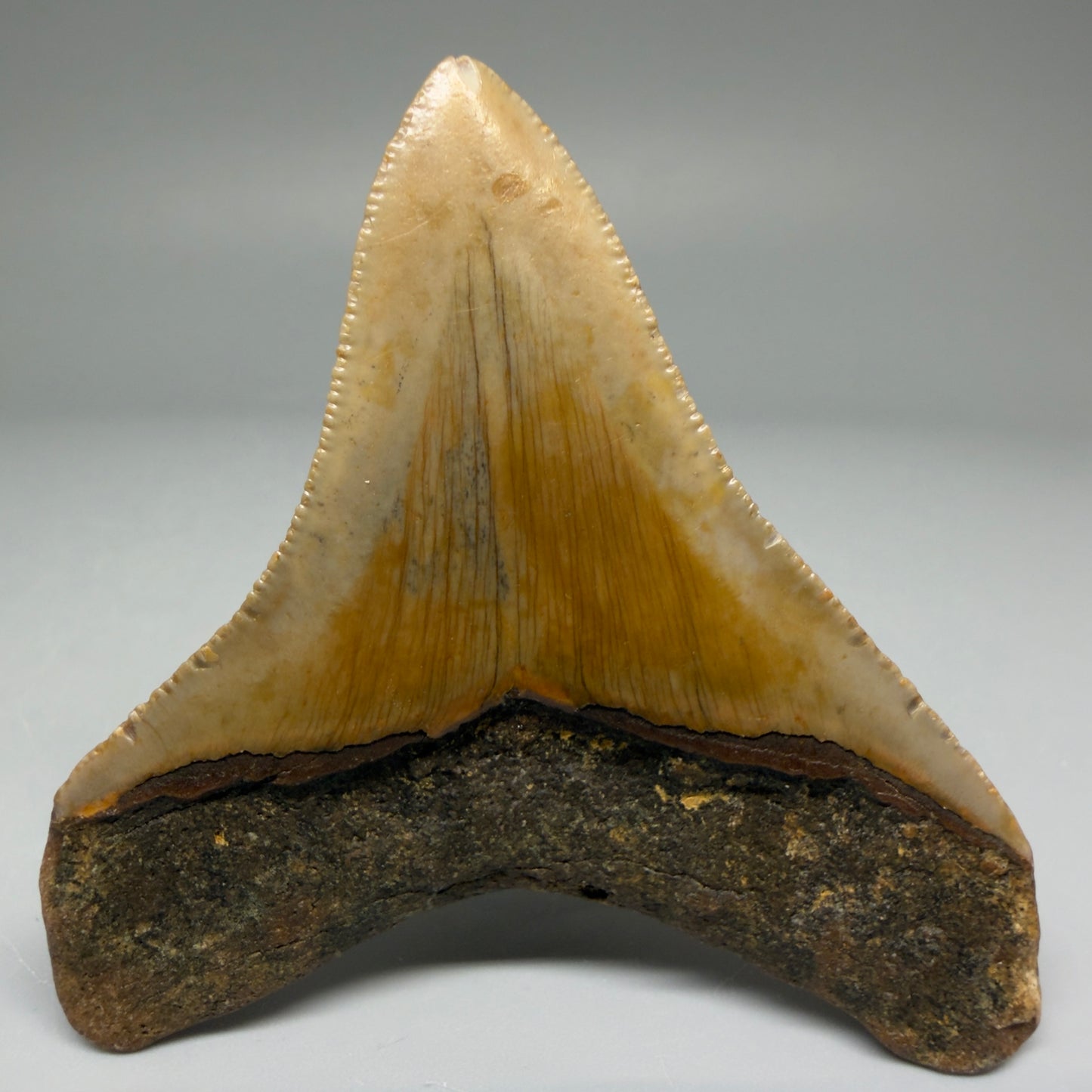 Back View 2.79" Fossil Megalodon Tooth - Authentic Carcharocles megalodon Fossil from North Carolina CM5703