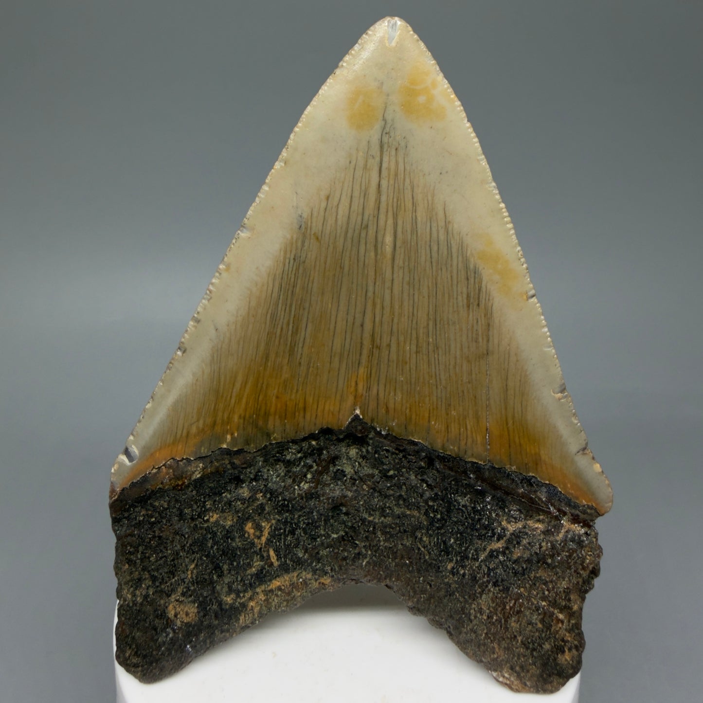 Back View Colorful 3.73" Fossil Megalodon Tooth from North Carolina - megalodonteeth.com CM6047