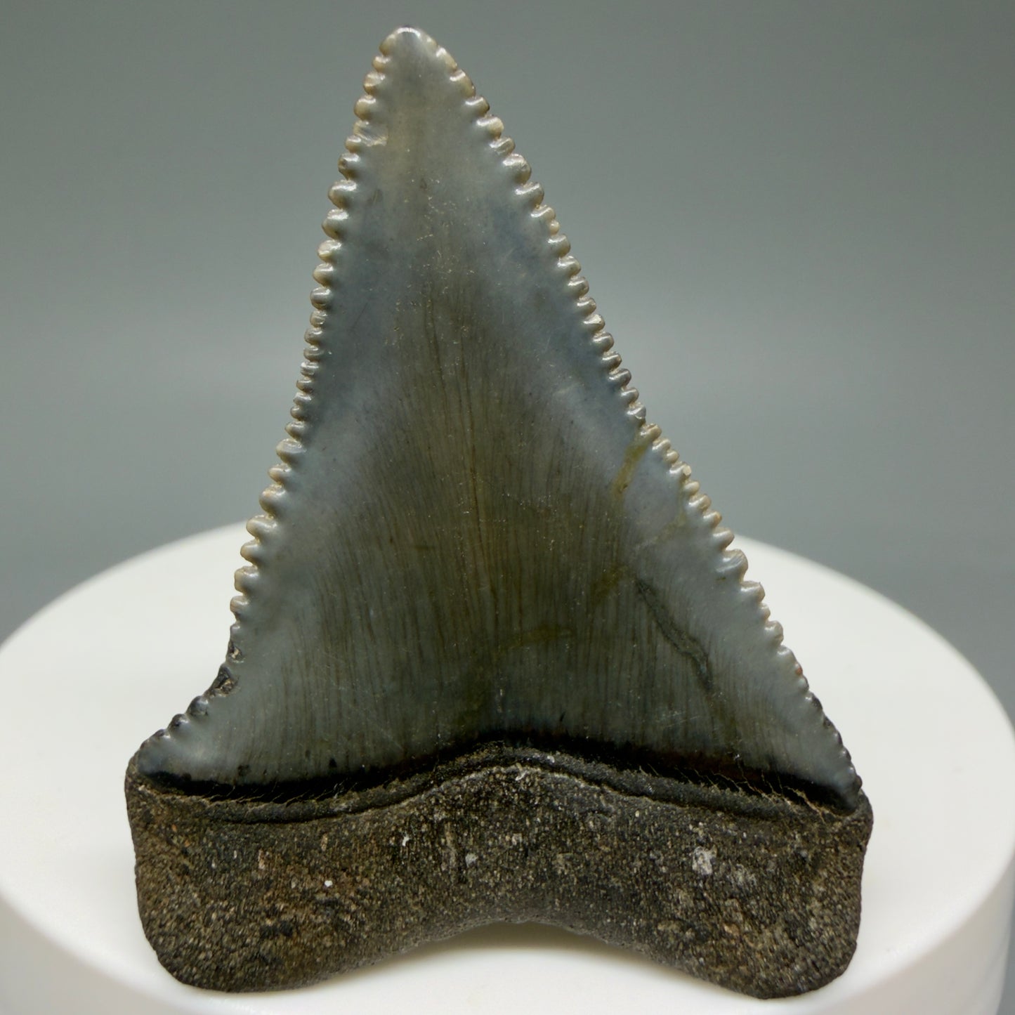 Back View Very colorful, sharply serrated 1.73" Fossil Great White Tooth for Sale GW1313