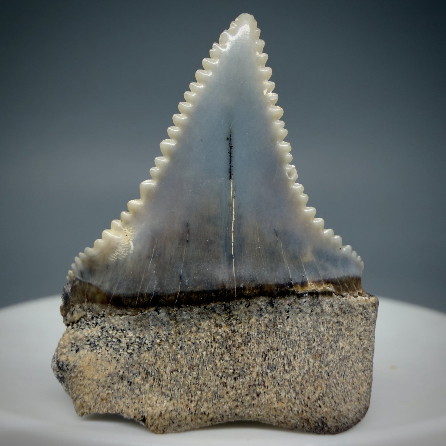 Front Very colorful, sharply serrated 1.23" long Fossil Great White Tooth from the deserts of Peru GW1309