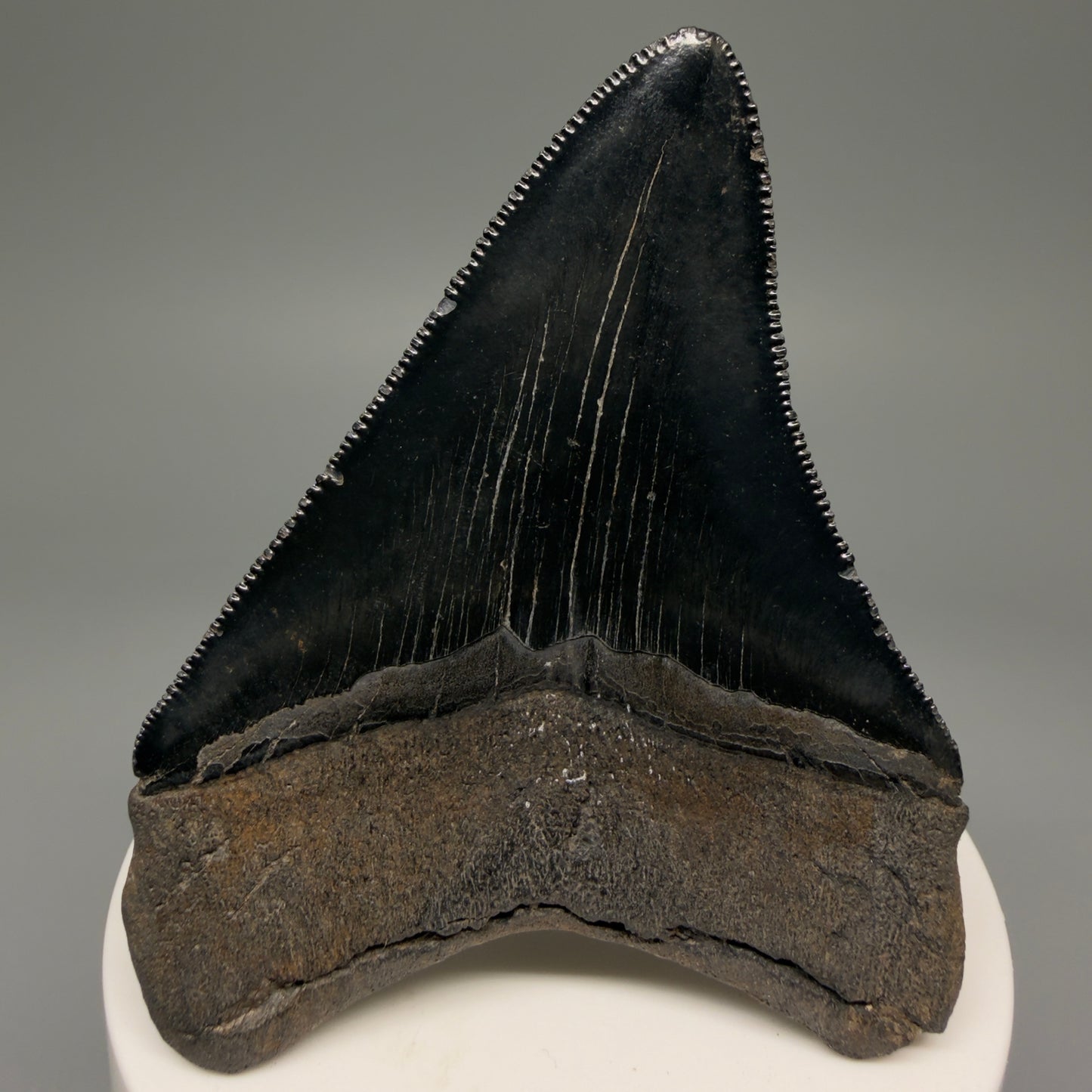 Back View 2.98" Fossil Megalodon Shark Tooth - Georgia - Jet Black, Collector's Quality CM5717