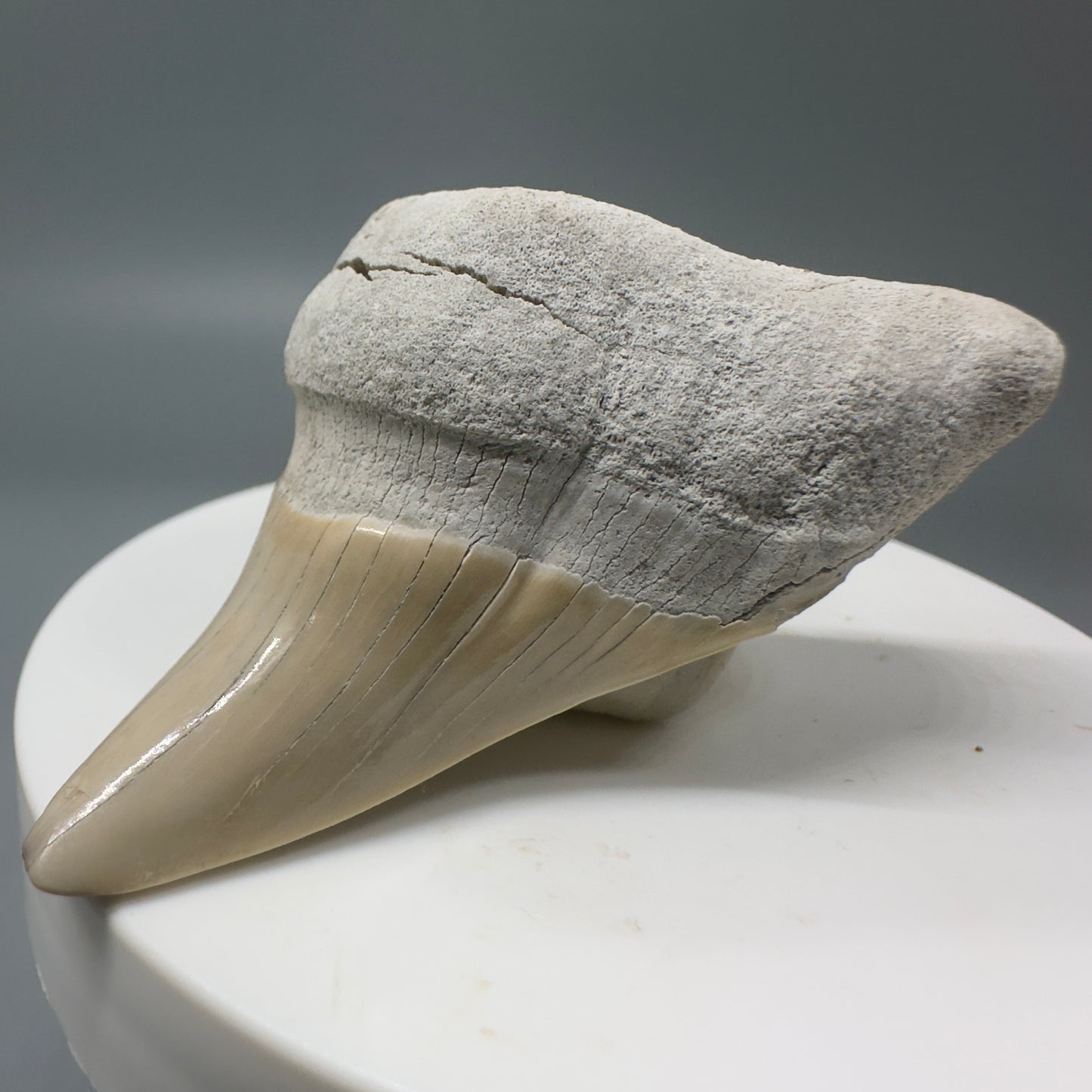Gorgeous, Large 2.43" Fossil Parotodus benedeni Tooth from Aurora, NC R584 - Front Right1