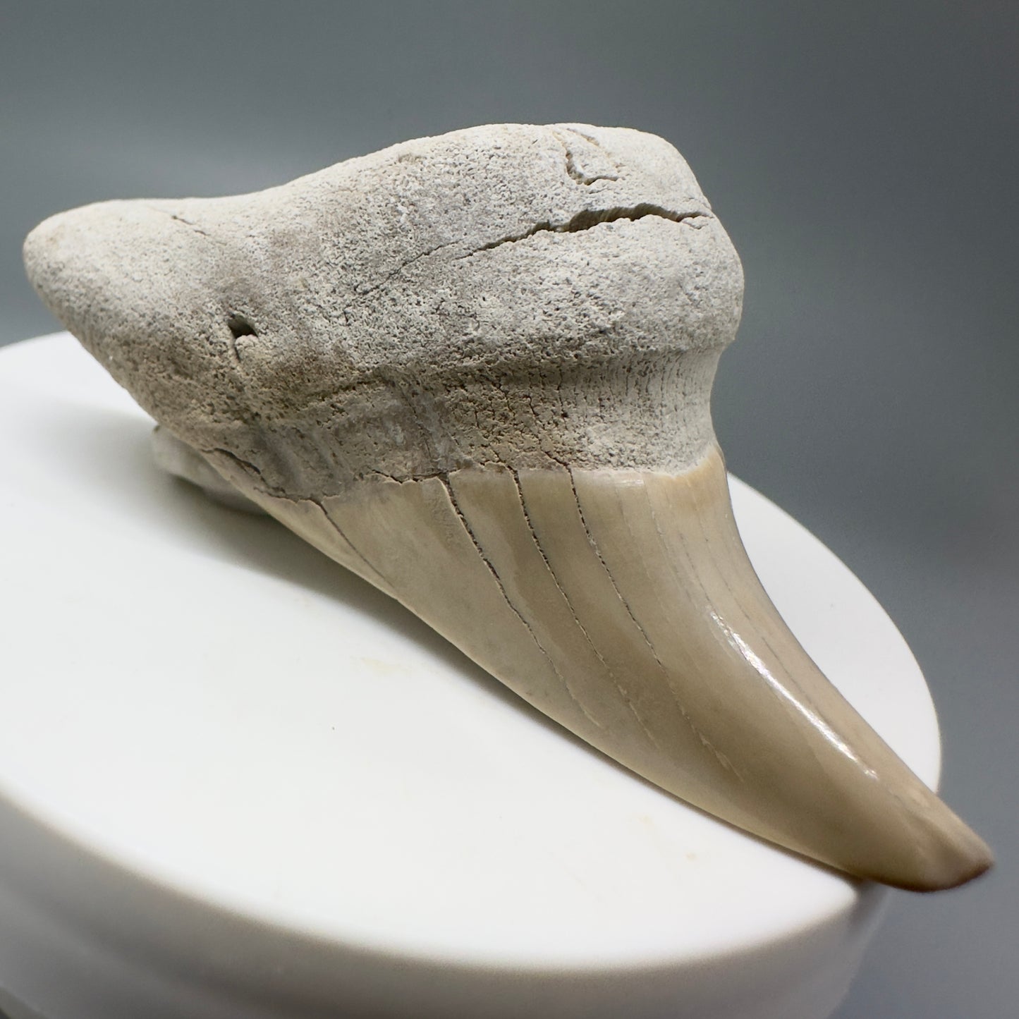 Gorgeous, Large 2.43" Fossil Parotodus benedeni Tooth from Aurora, NC R584 - Front1