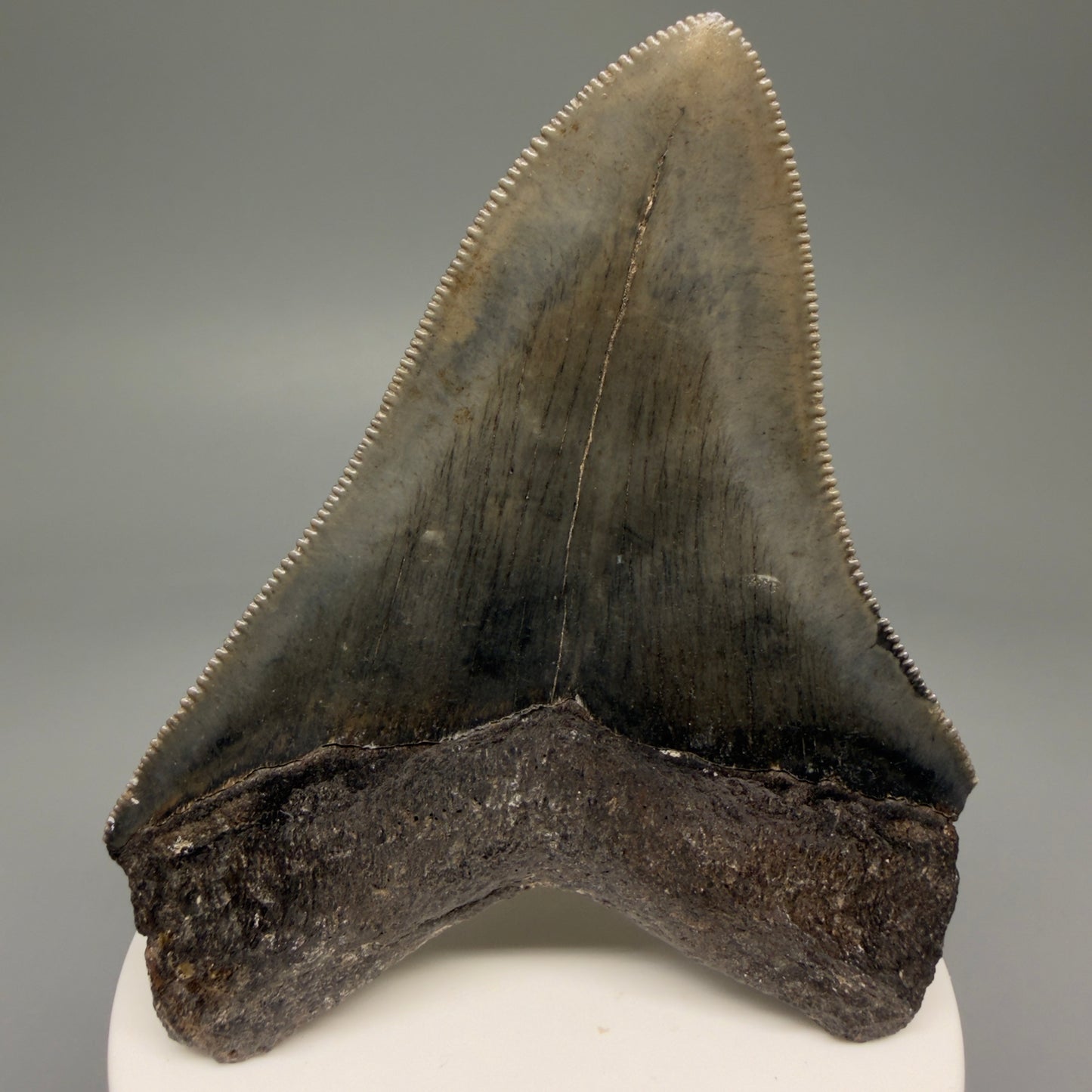 Back View 3.44" Fossil Megalodon Shark Tooth - Georgia - Colorful, sharply serrated CM5719