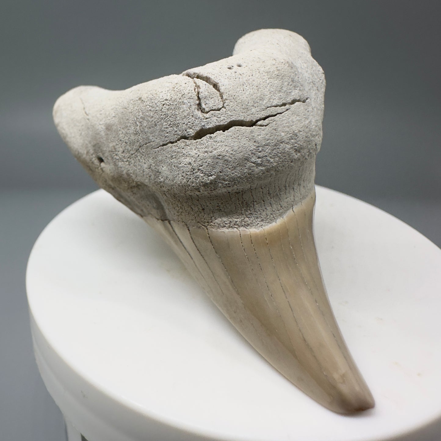 Gorgeous, Large 2.43" Fossil Parotodus benedeni Tooth from Aurora, NC