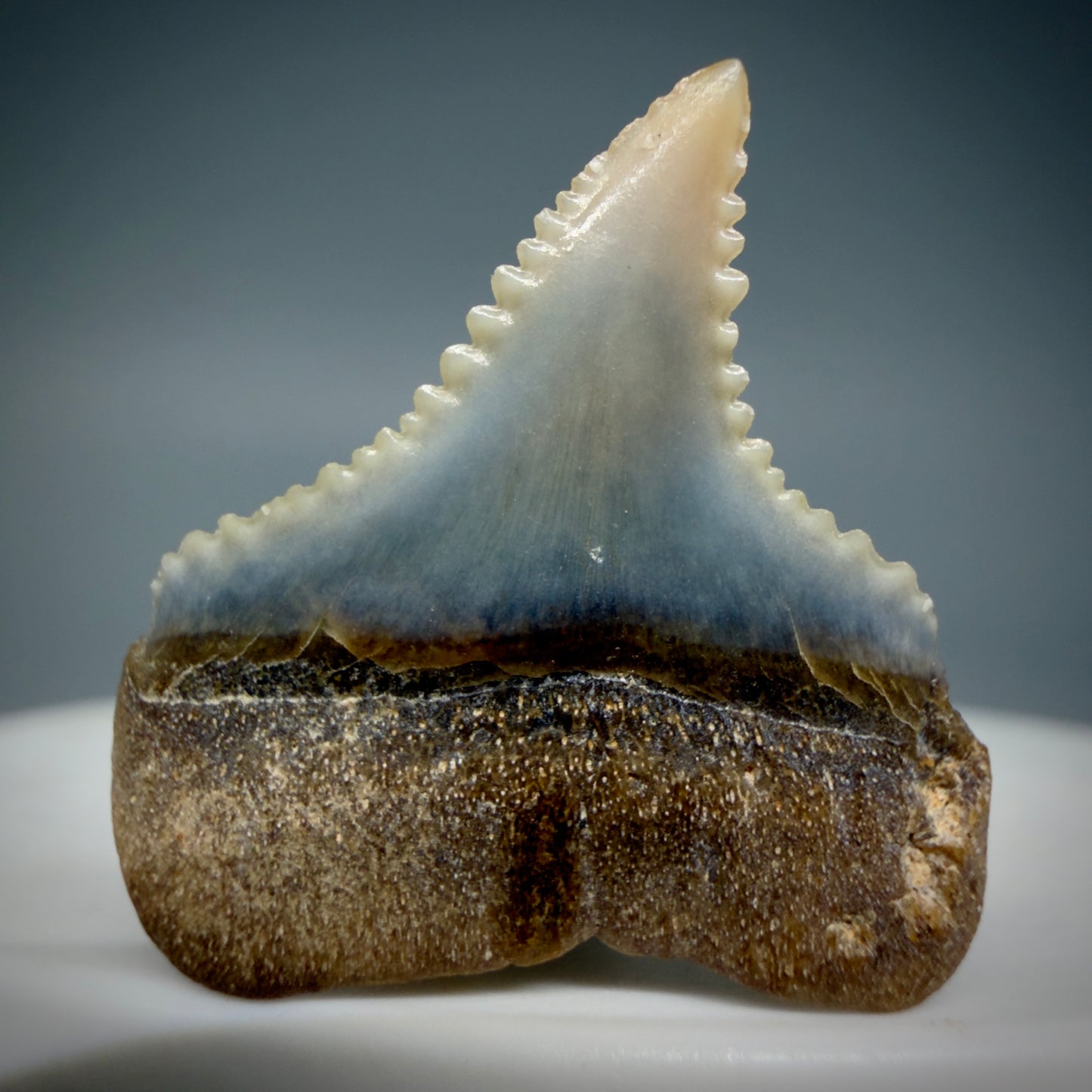 Back View Very colorful, sharply serrated posterior 0.91" long Fossil Great White Tooth from the deserts of Peru GW1306
