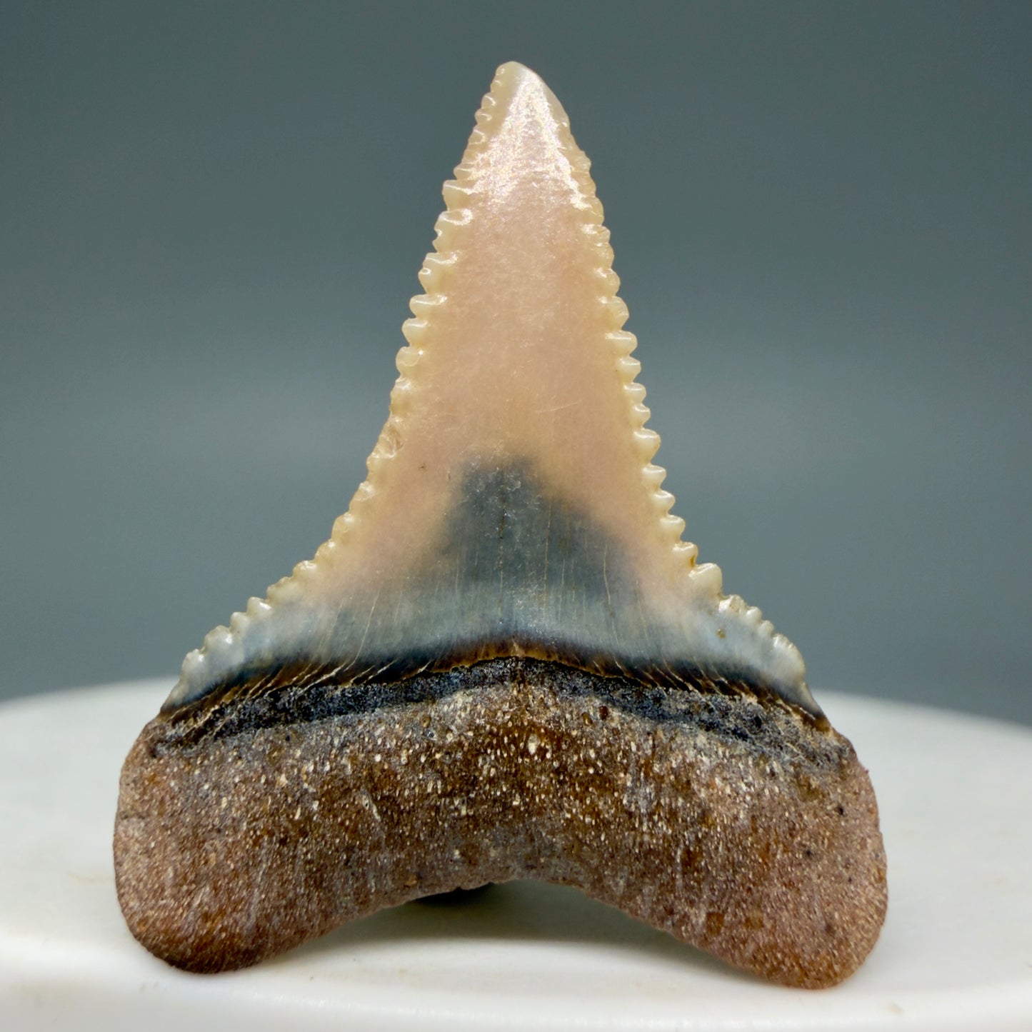 Back View Very colorful, sharply serrated 1.03" long Fossil Great White Tooth from the deserts of Peru GW1308