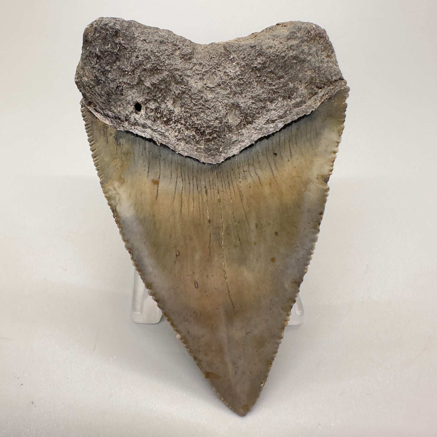 XL Maximum Size Fossil Great White Shark Tooth 3.05" - South Carolina GW1102 - Back 2
