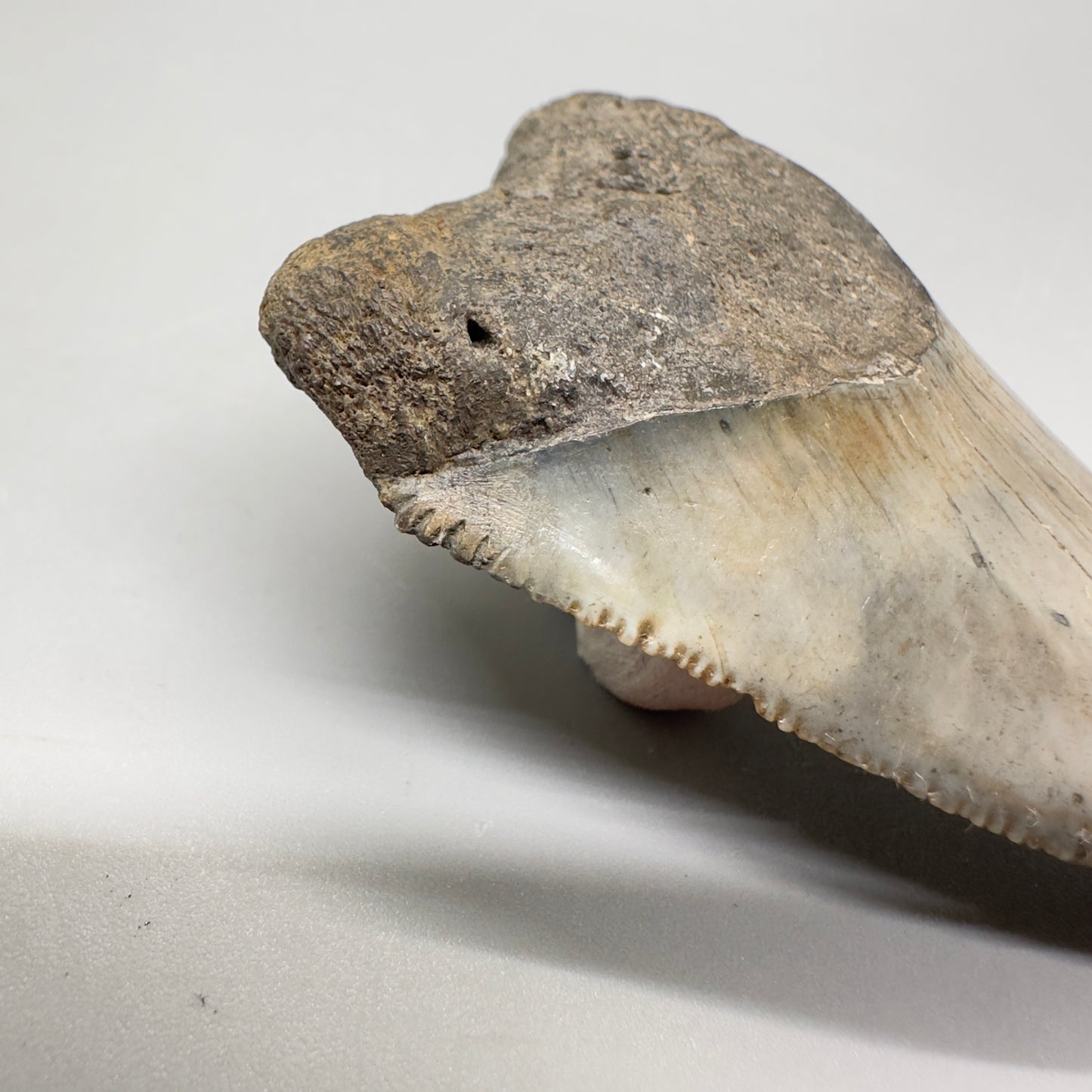 XL Maximum Size Fossil Great White Shark Tooth 3.05" - South Carolina GW1102 - Detail of restoration