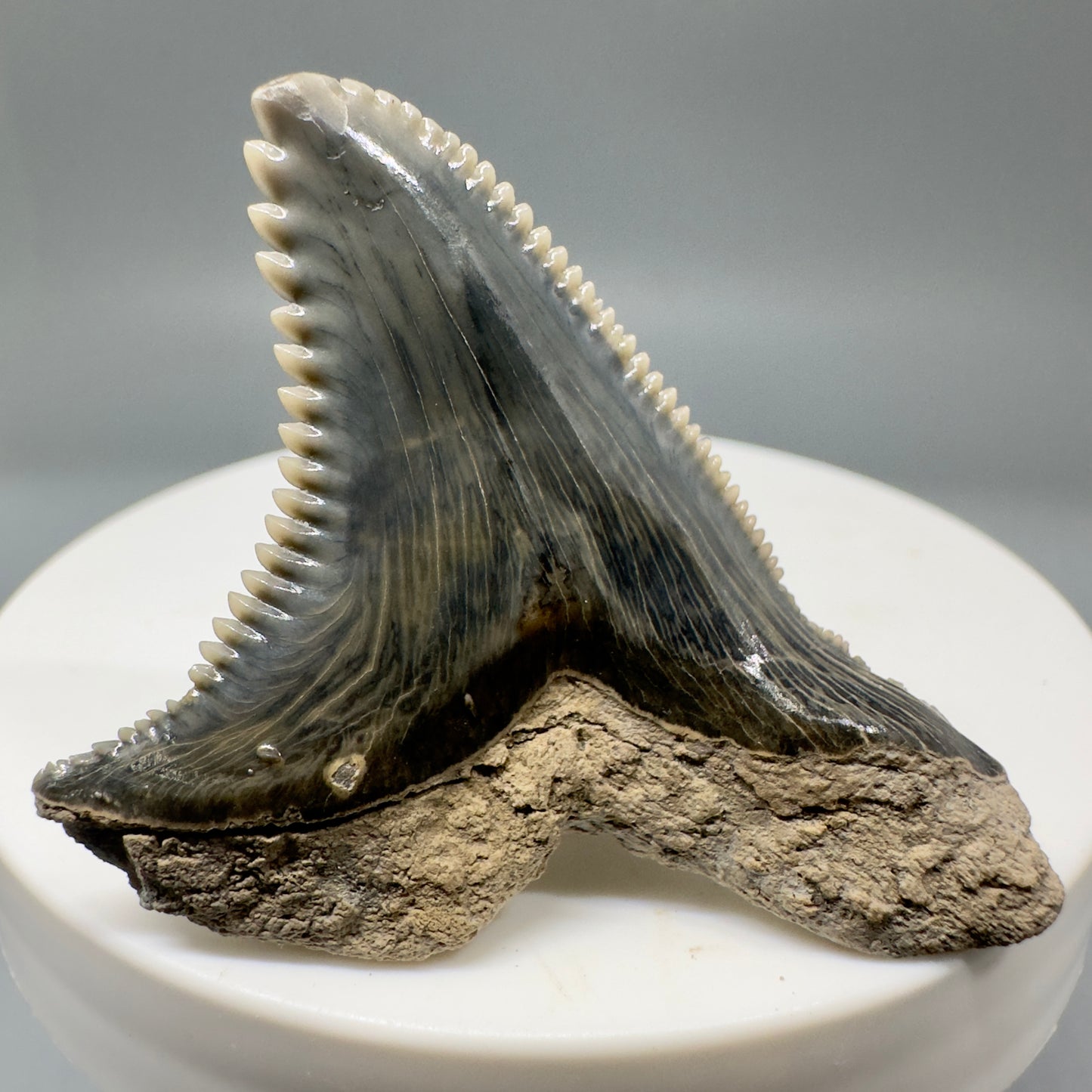 Large 1.83" Fossil Extinct Snaggletooth - Hemipristis serra from Bone Valley, Florida R583 - Back