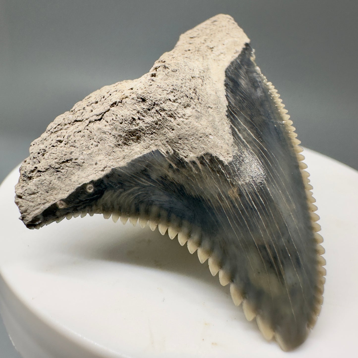 Large 1.83" Fossil Extinct Snaggletooth - Hemipristis serra from Bone Valley, Florida R583 - Front Left