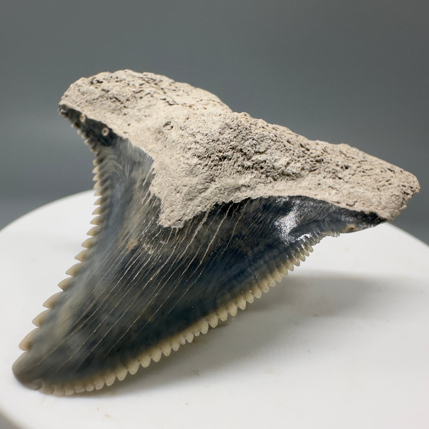 Large 1.83" Fossil Extinct Snaggletooth - Hemipristis serra from Bone Valley, Florida R583 - Front Right