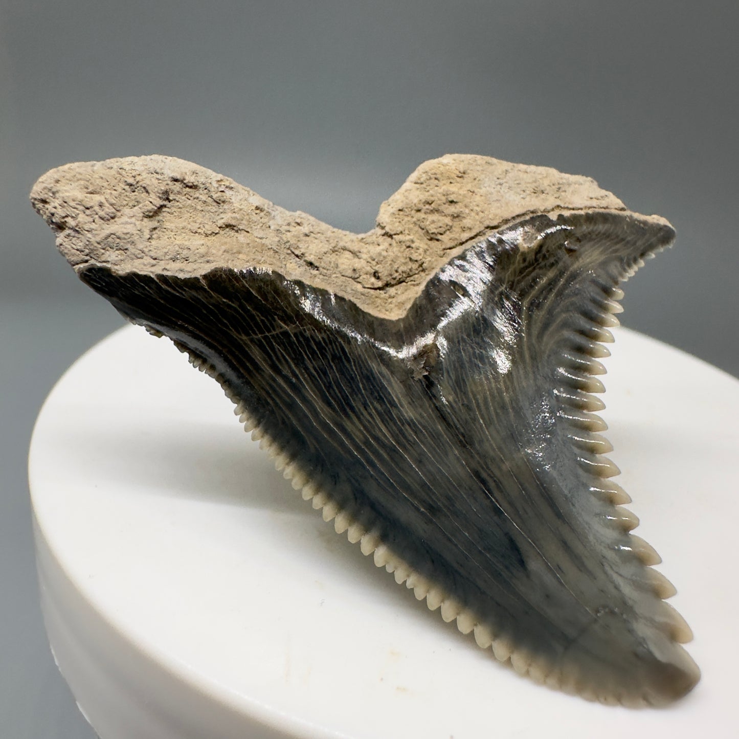Large 1.83" Fossil Extinct Snaggletooth - Hemipristis serra from Bone Valley, Florida R583 - Back Left