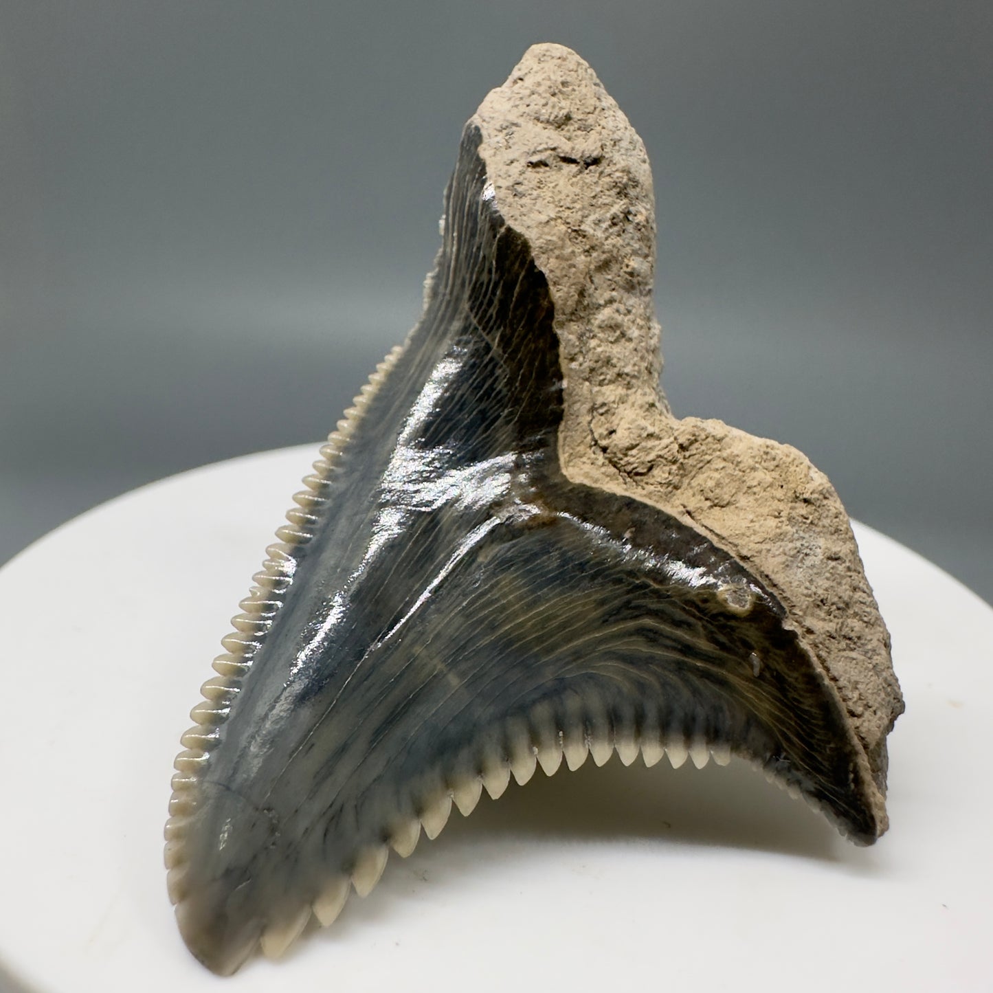 Large 1.83" Fossil Extinct Snaggletooth - Hemipristis serra from Bone Valley, Florida R583 - Back Right