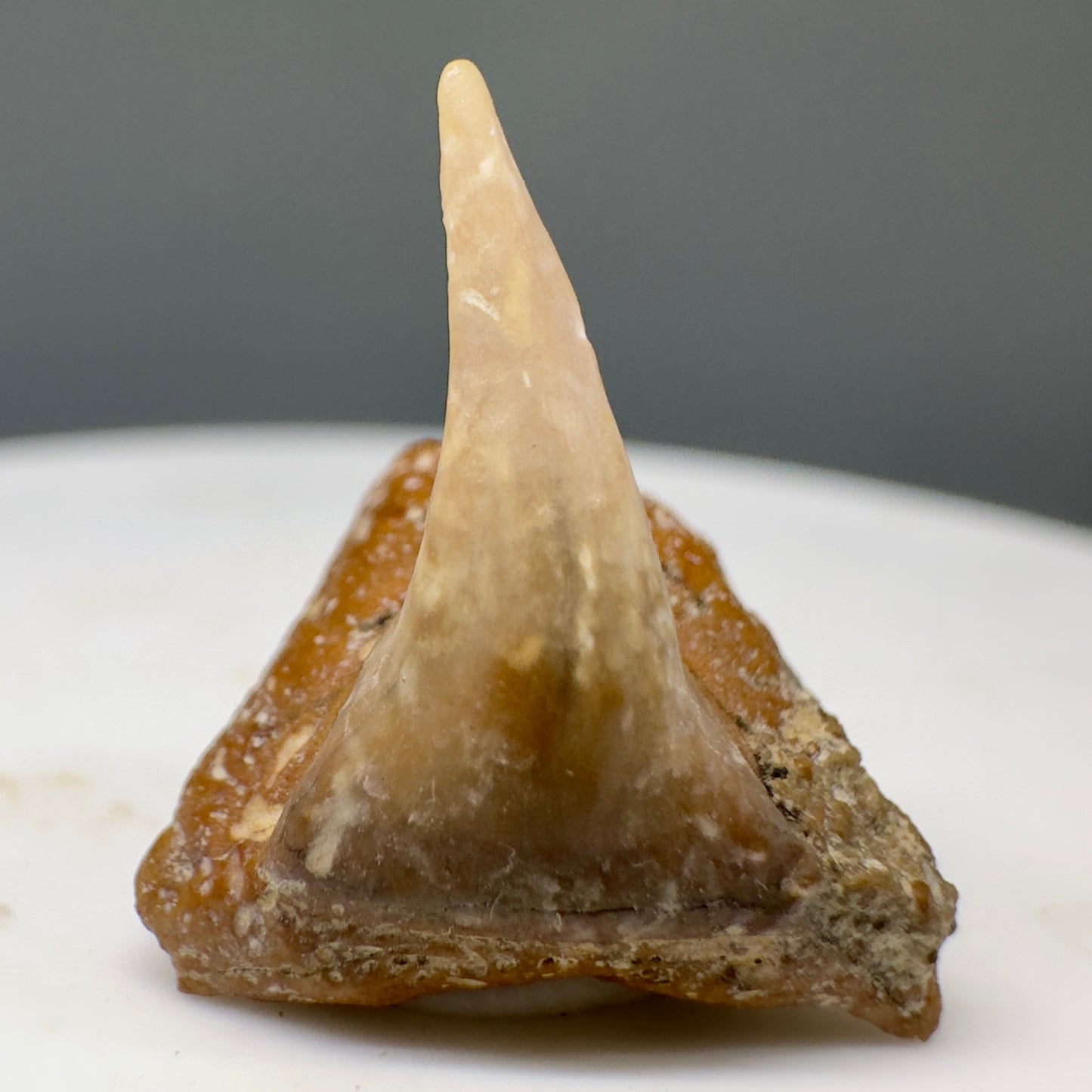 Very Rare 0.77" Fossil Megachasma pelagios - Extinct Megamouth Tooth from Chile