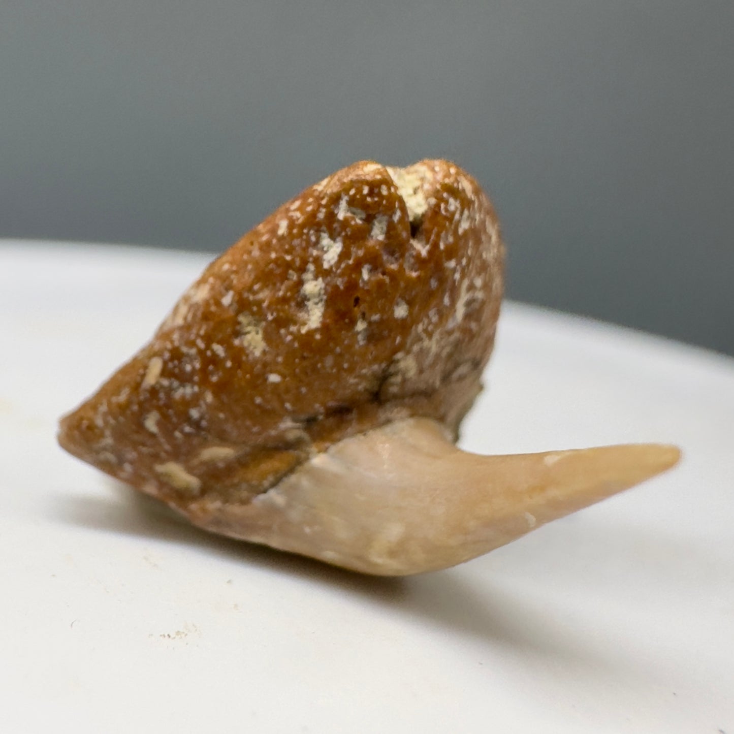 Very Rare 0.77" Fossil Megachasma pelagios - Extinct Megamouth Tooth from Chile