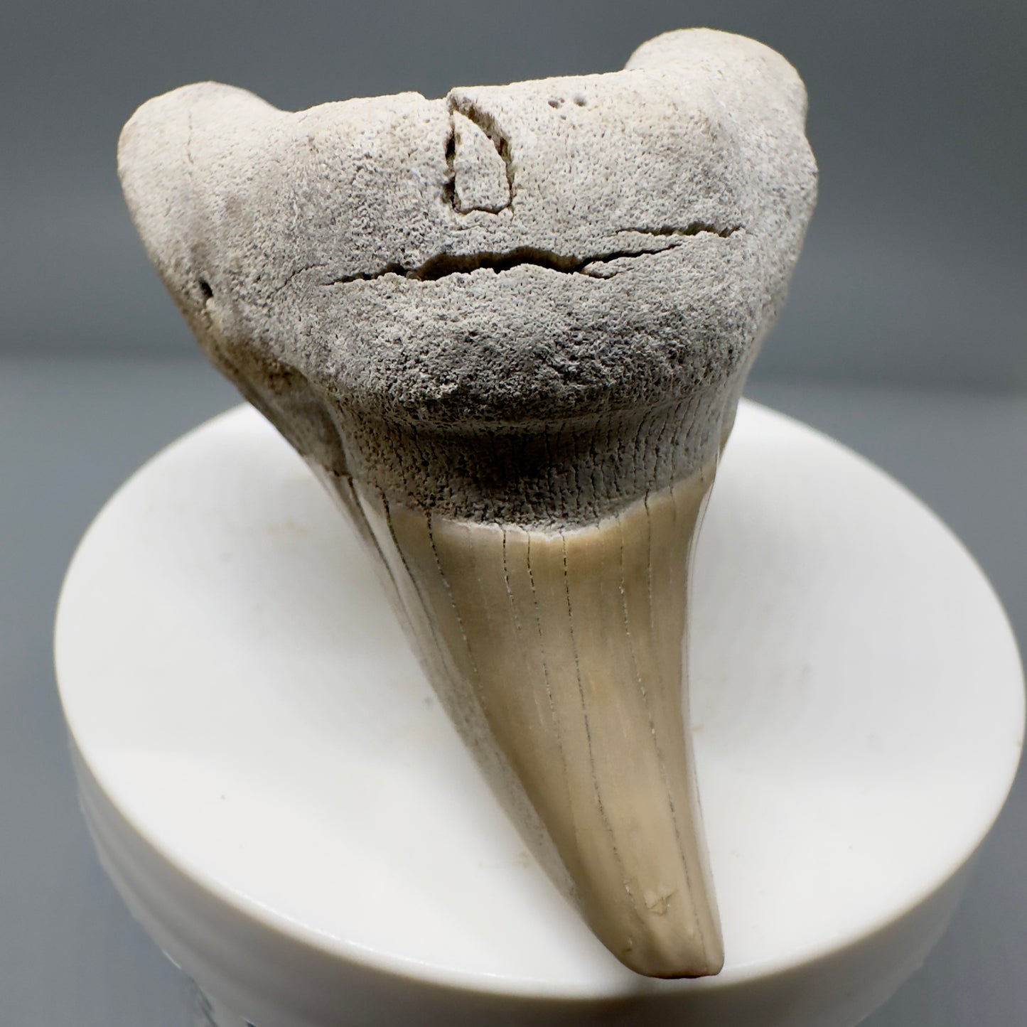 Gorgeous, Large 2.43" Fossil Parotodus benedeni Tooth from Aurora, NC