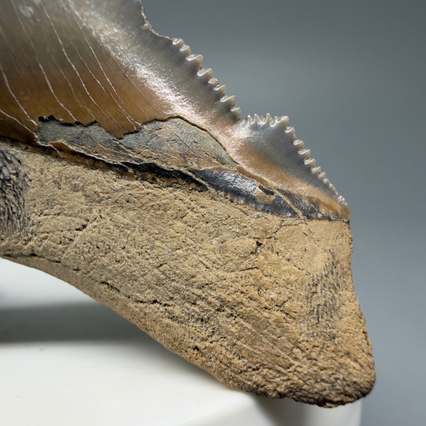 Right Cusp View 2.71" Fossil Carcharocles angustidens Shark Tooth from Charleston, South Carolina AN465