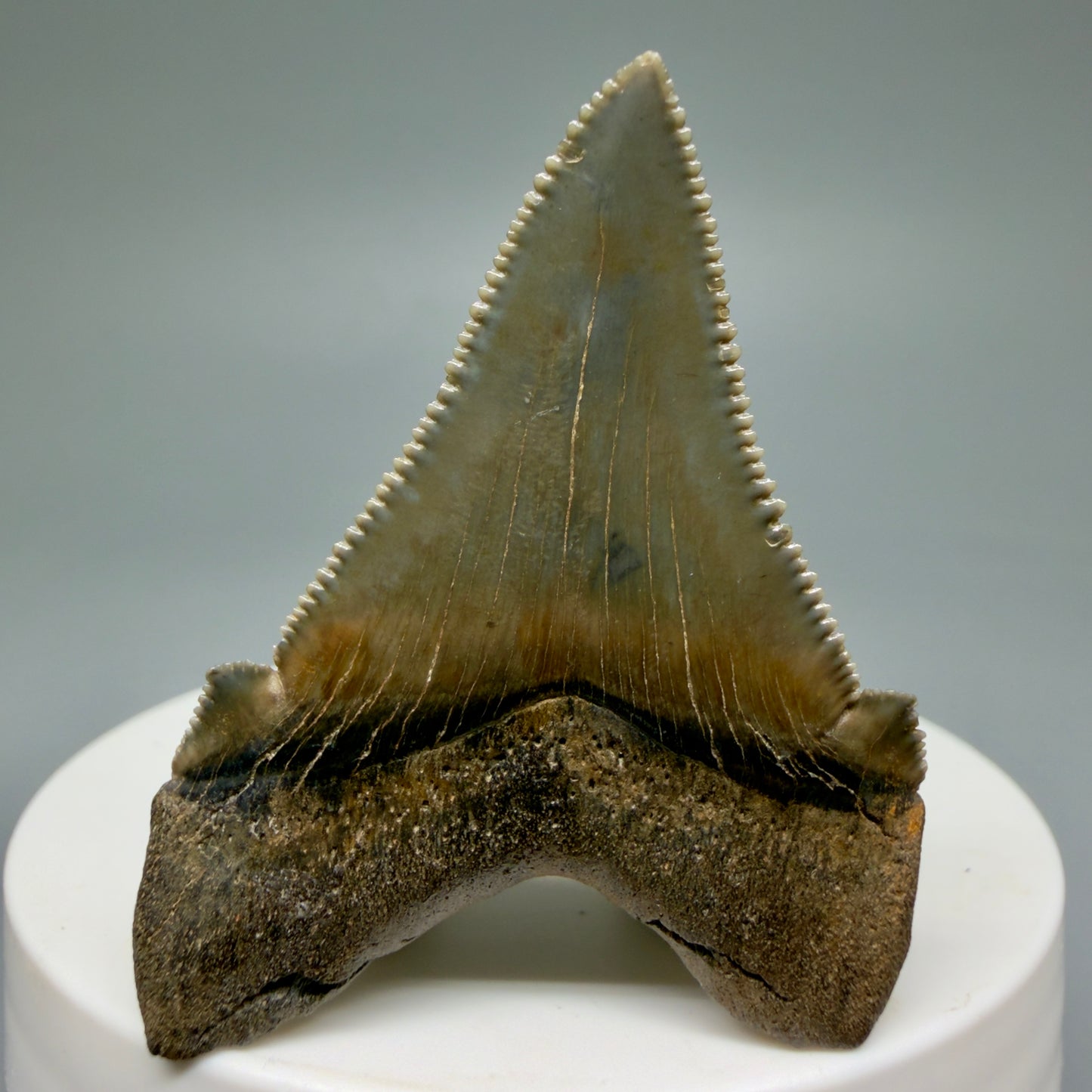 Back View 1.94" Fossil Carcharocles angustidens Shark Tooth from Charleston, South Carolina AN464