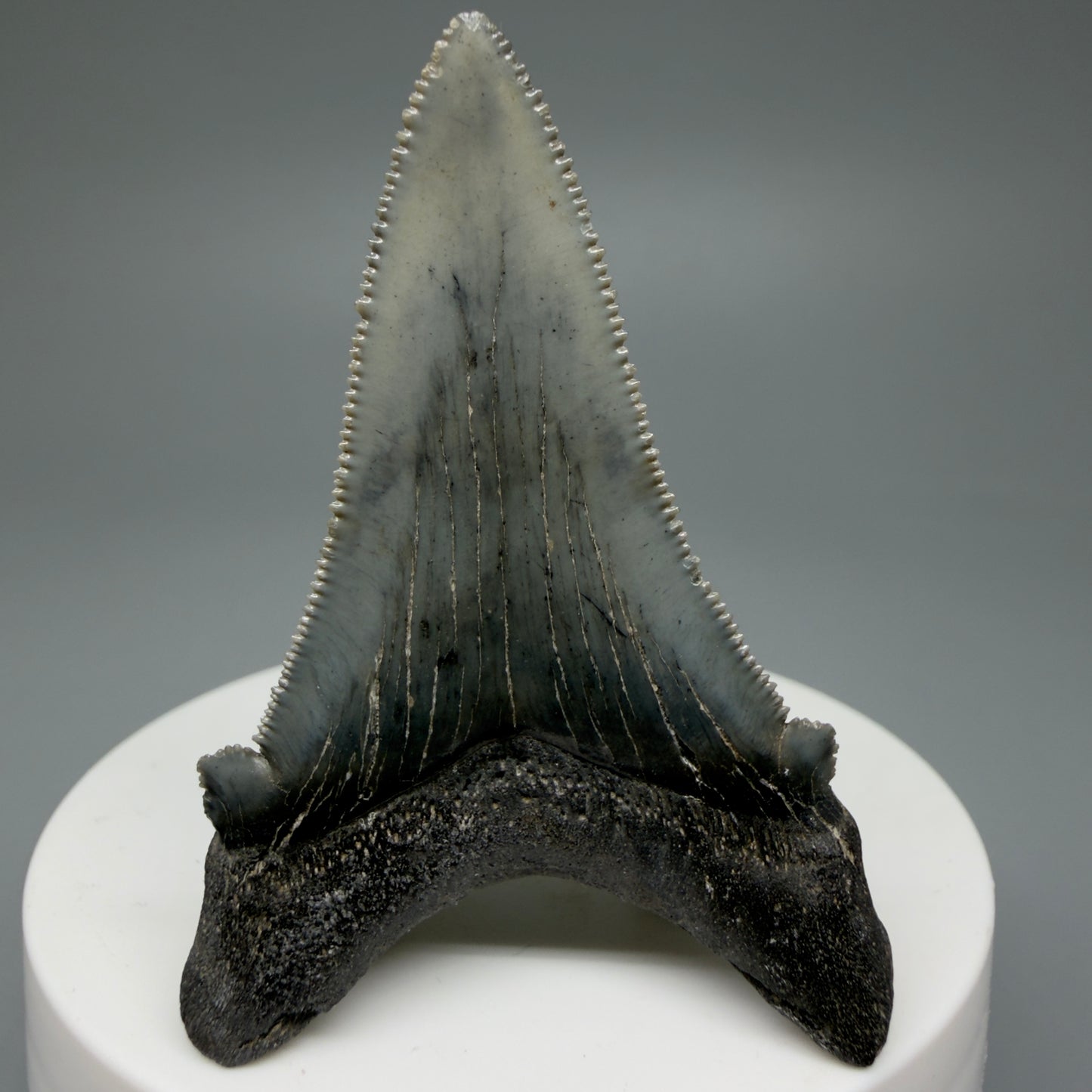 Back View Spectacular 2.34" Serrated Fossil Carcharocles angustidens Shark Tooth from South Carolina GW461