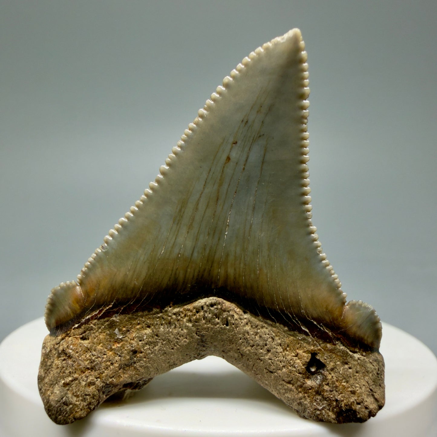 Back View 1.82" Fossil Carcharocles angustidens Shark Tooth from Charleston, South Carolina AN463