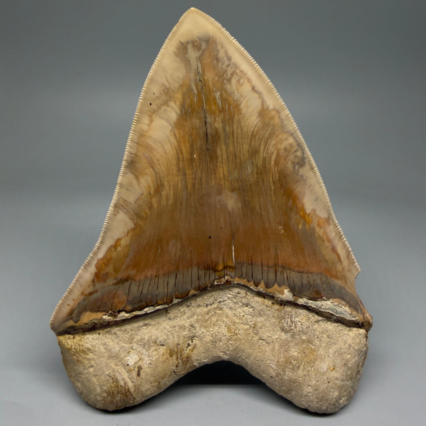 Back View Collector's Quality, colorful 5.73″ Colorful Megalodon Tooth – West Java Indonesia CM5725