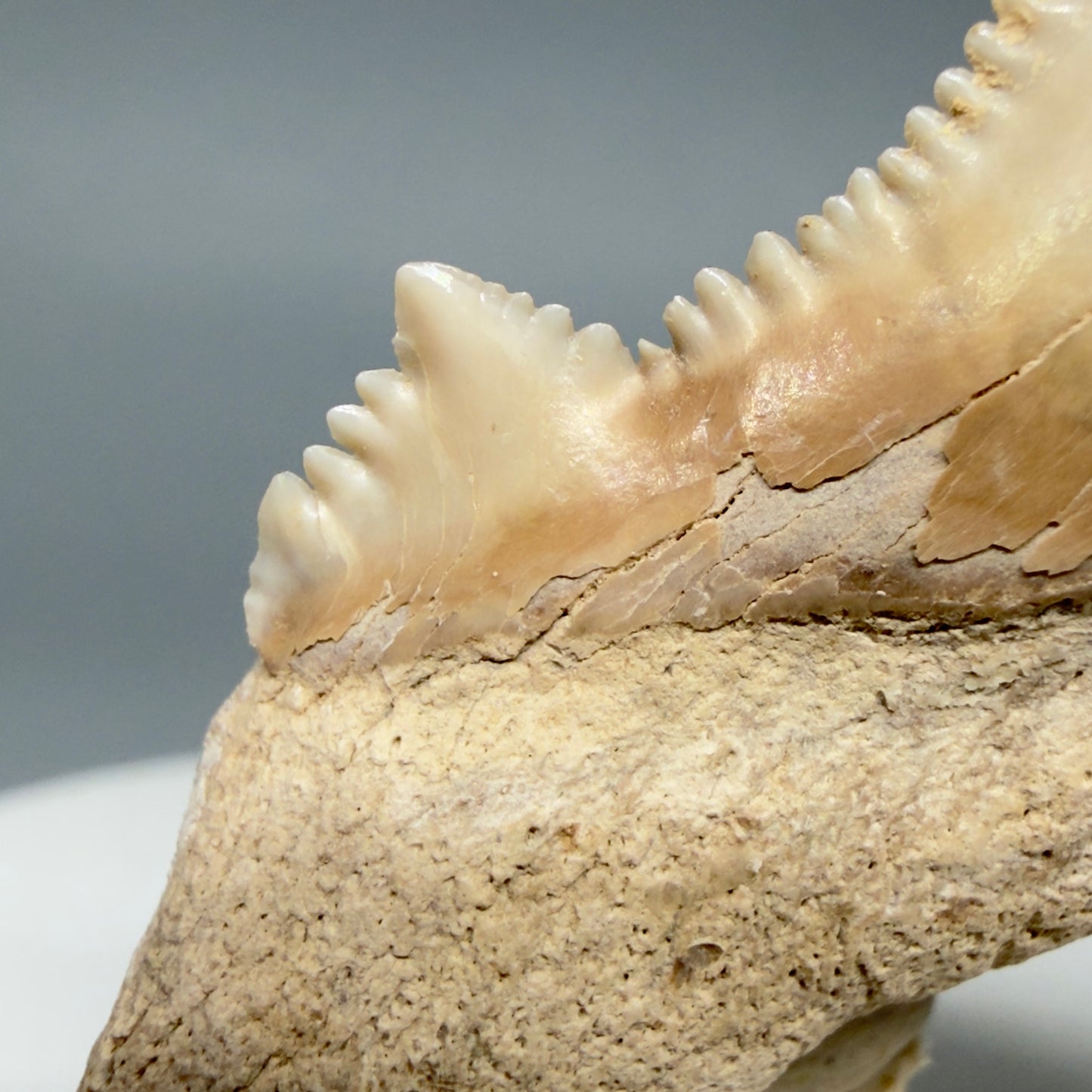Cusp Detail View Superb, Sharply Serrated 2.32" Carcharocles auriculatus Shark Tooth Fossil - Central Kazakhstan AU392 2