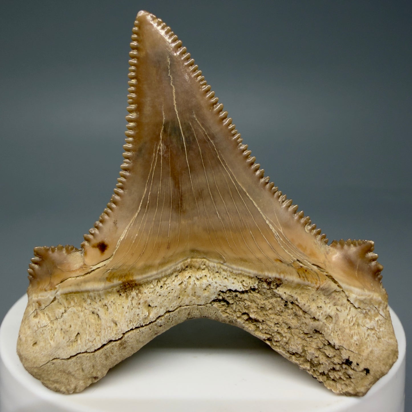 Back View Gorgeous, superb 2.08" Carcharocles sokolowi (auriculatus) Shark Tooth Fossil - Kazakhstan AU394