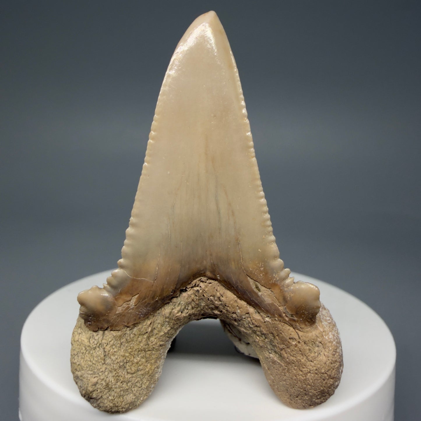 Back View Very Rare 2.11" Otodus aksuaticus Shark Tooth Fossil - Central Kazakhstan AU388