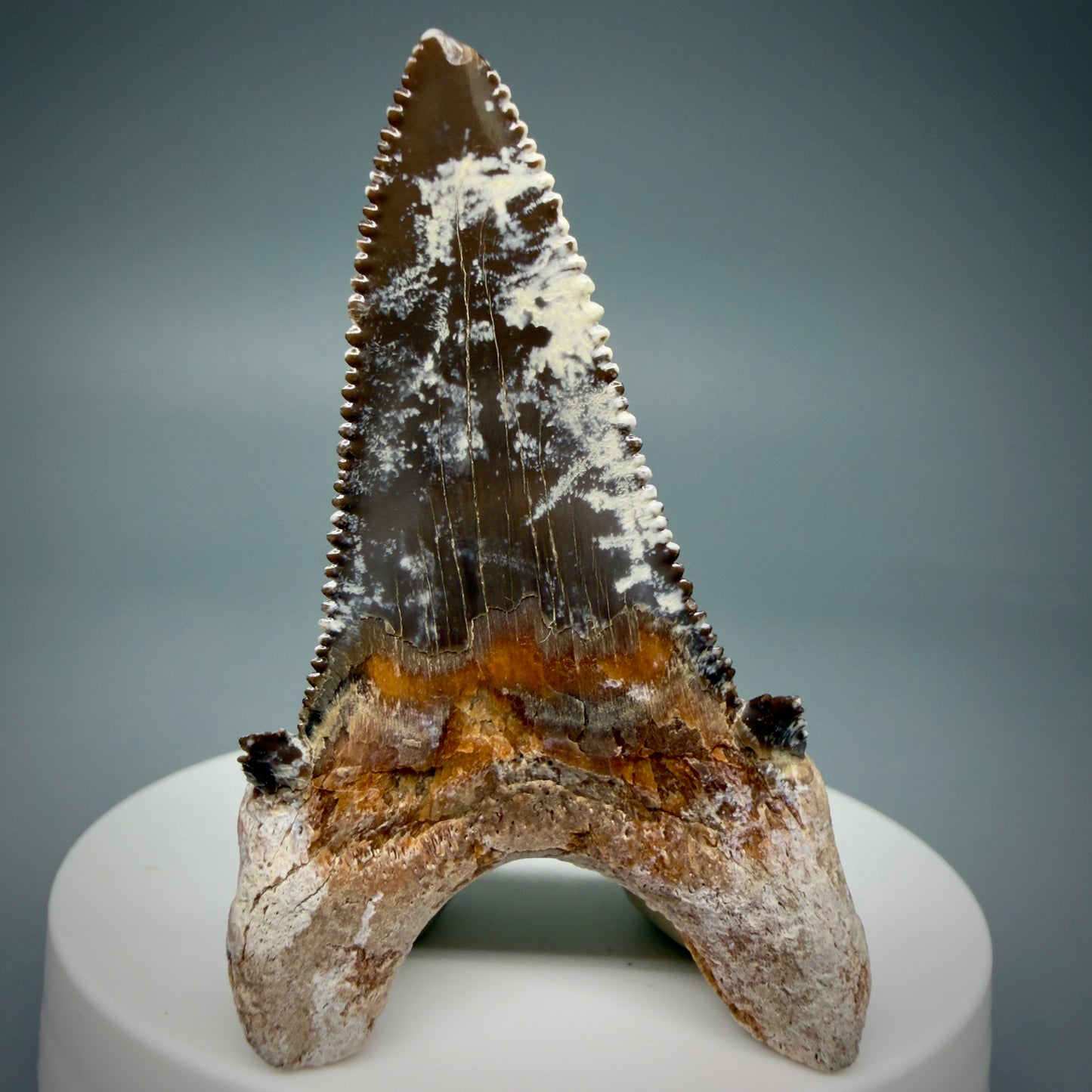 Back View Gorgeous 2.35" Carcharocles sokolowi (auriculatus) Shark Tooth Fossil - Kazakhstan AU393