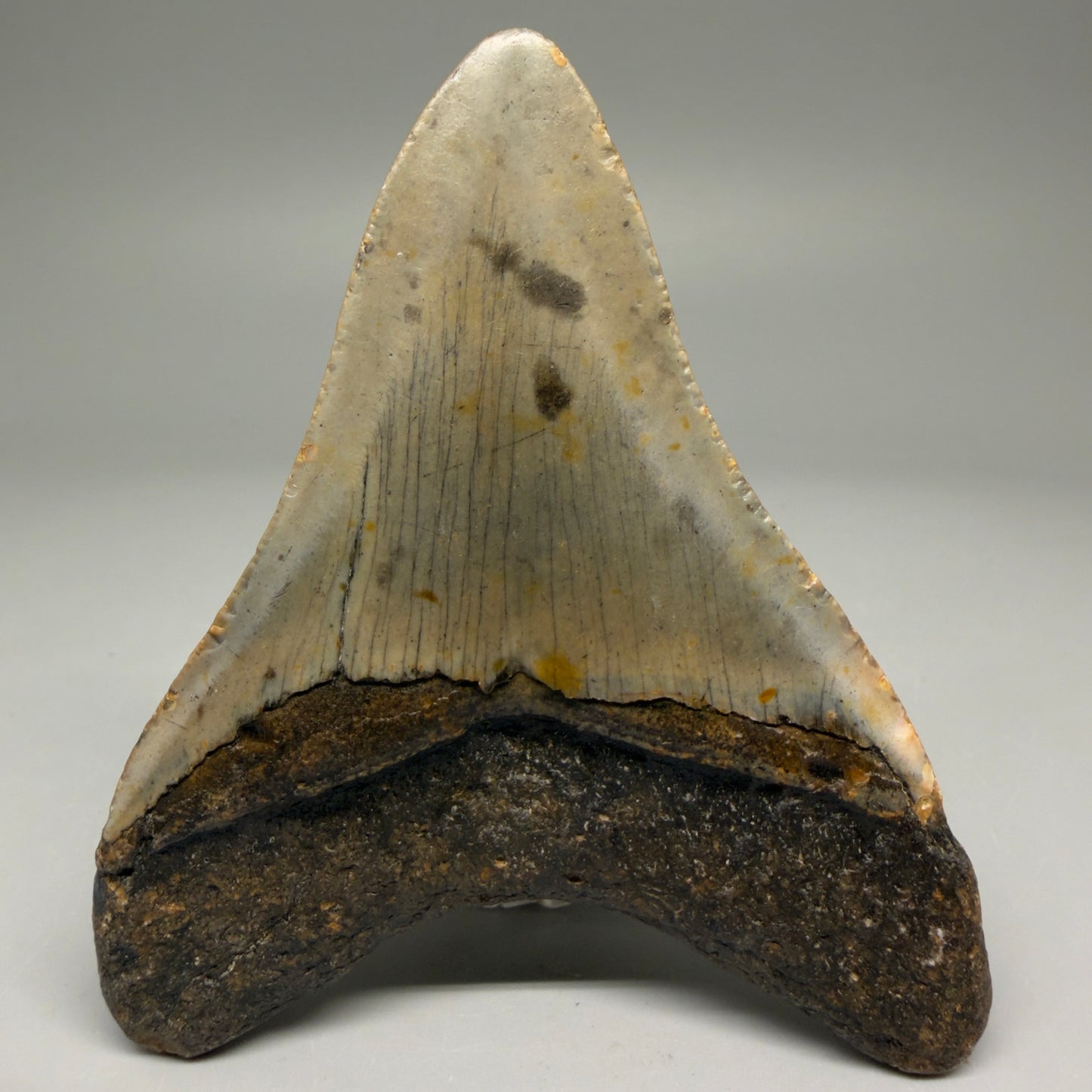 Back View Colorful 3.74" Fossil Megalodon Tooth from North Carolina - megalodonteeth.com CM5733