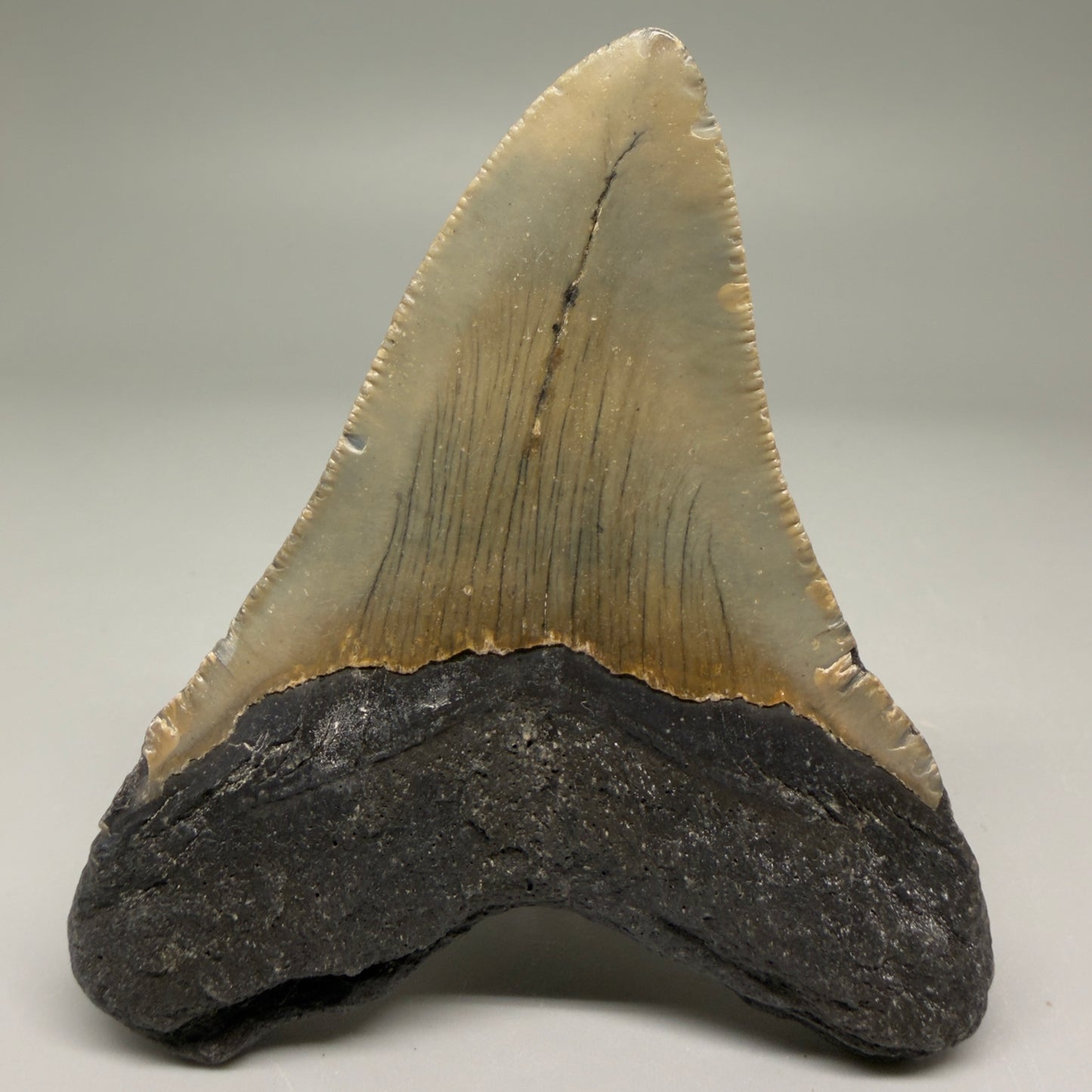 Back View Colorful 3.63" Fossil Megalodon Tooth from North Carolina - megalodonteeth.com CM5731