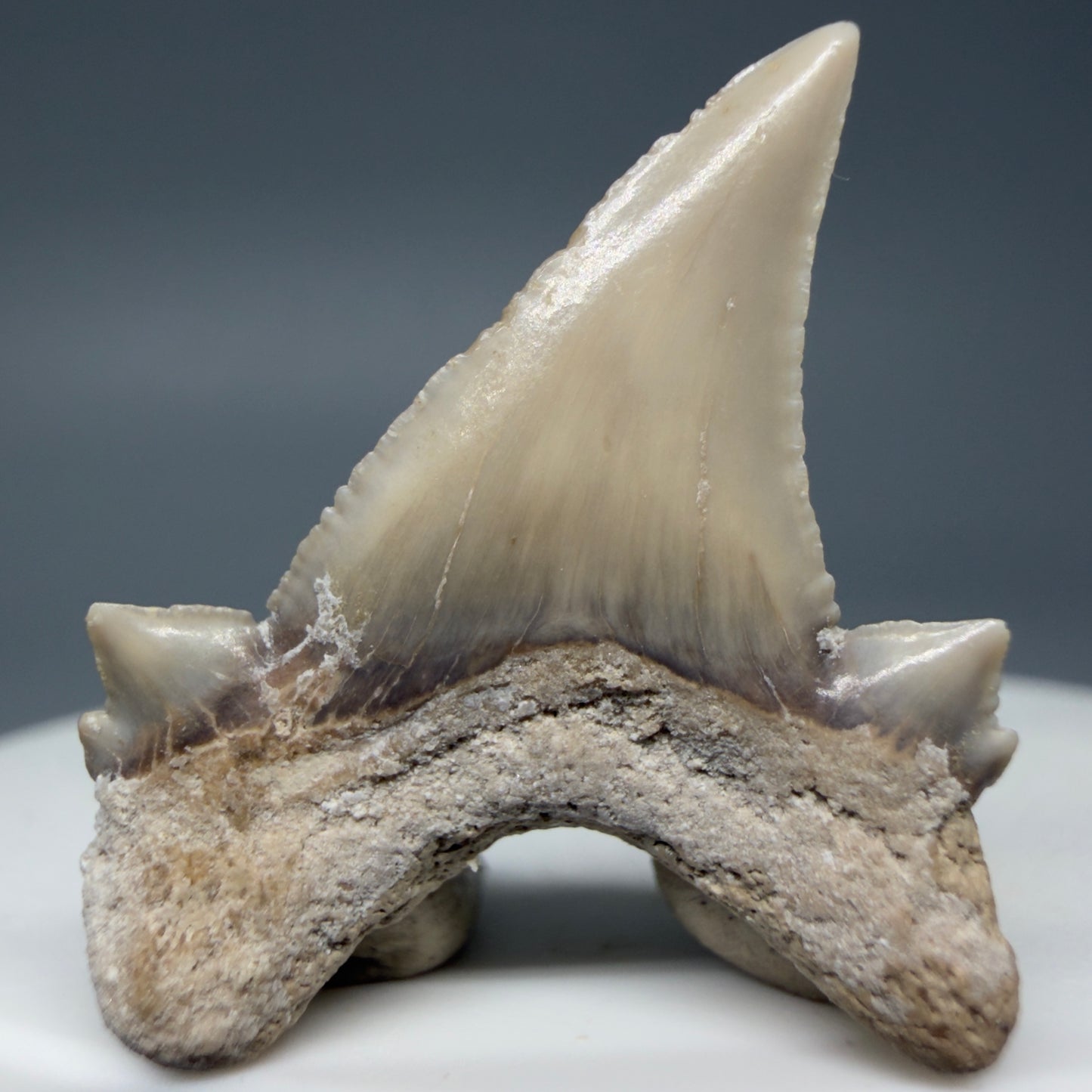 Back View Very Rare 1.17" Otodus aksuaticus - Transitional Shark Tooth Fossil - Central Kazakhstan AU387