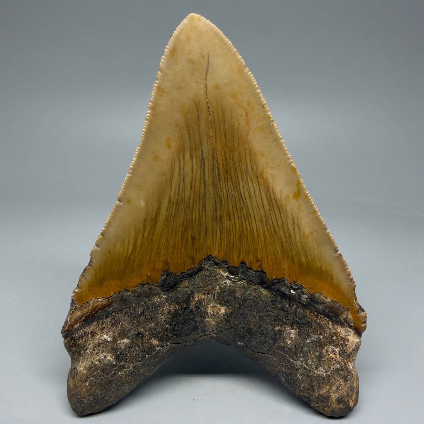 Back View Colorful 4.84" Authentic Megalodon Tooth – North Carolina Fossil | Carcharocles megalodon CM6059