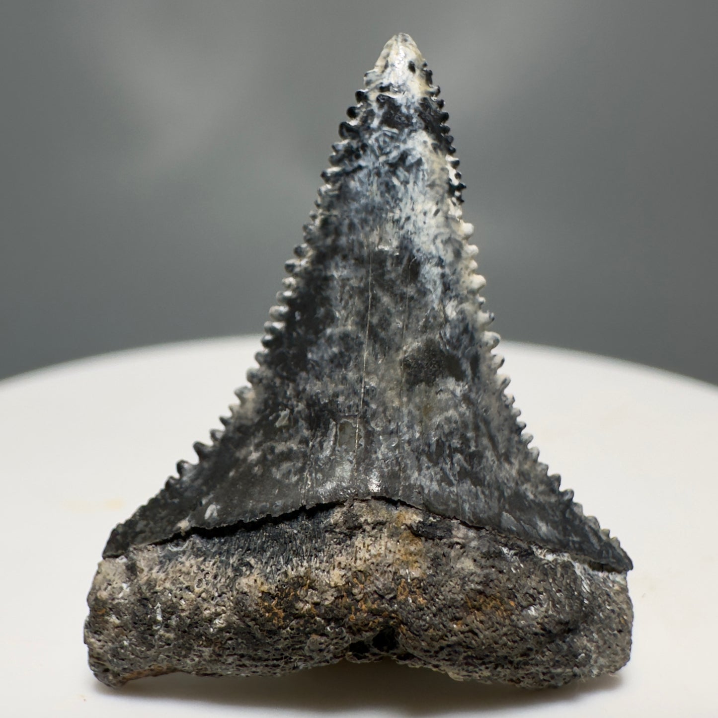 Colorful, sharply serrated 1.12" Fossil Great White Tooth from Sarasota, Florida GW1225 - Front