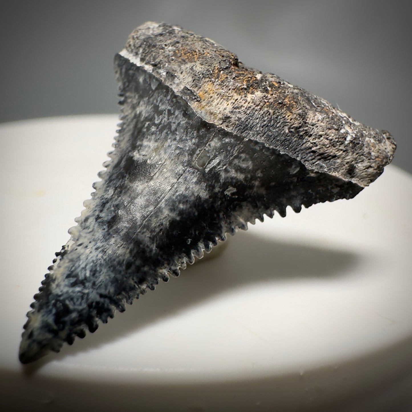 Colorful, sharply serrated 1.12" Fossil Great White Tooth from Sarasota, Florida GW1225 - Front Right