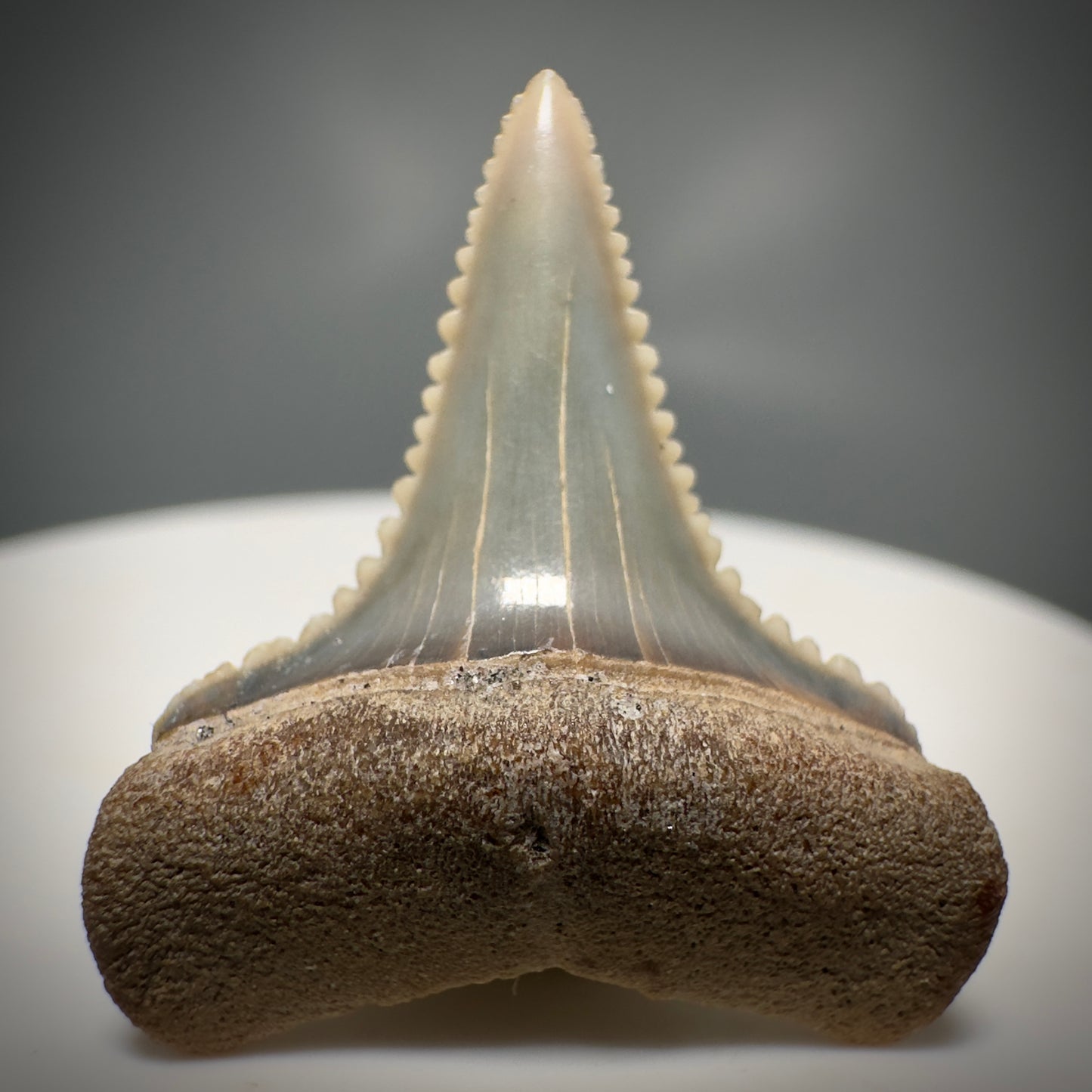 Colorful, Serrated 1.05" Colorful Fossil Great White Shark Tooth from Sacaco, Peru GW1218 - Front
