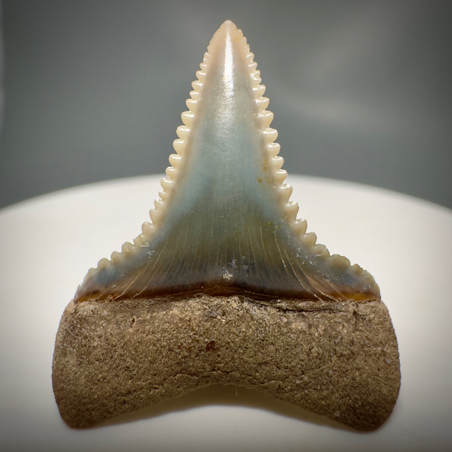Colorful, Serrated 1.05" Colorful Fossil Great White Shark Tooth from Sacaco, Peru GW1218 - Back