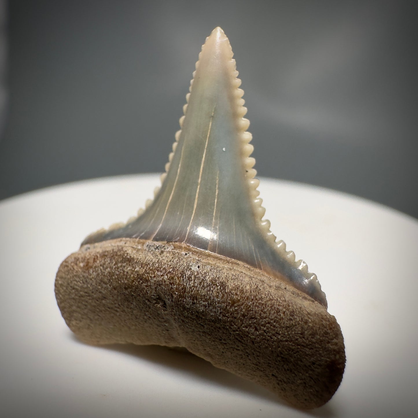 Colorful, Serrated 1.05" Colorful Fossil Great White Shark Tooth from Sacaco, Peru GW1218 - Front Right