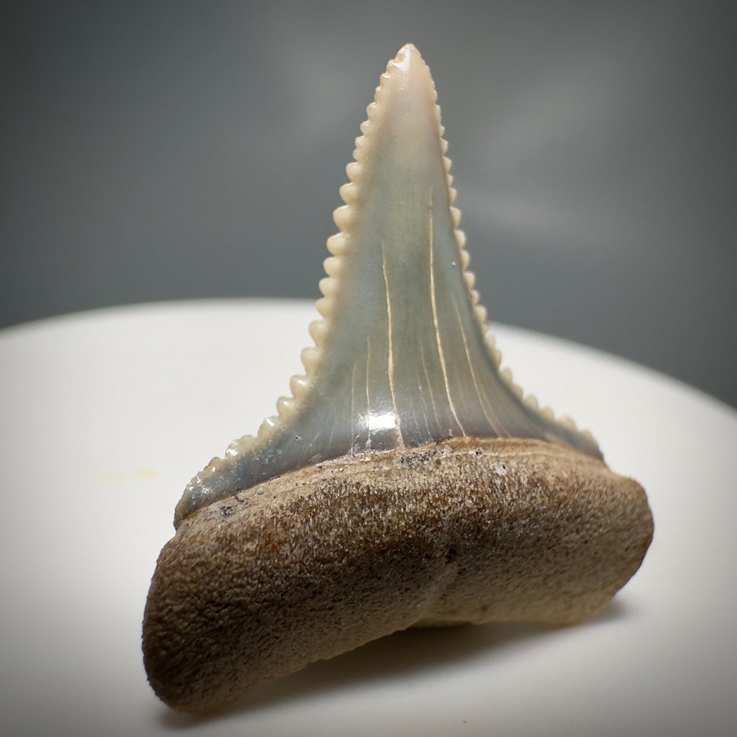 Colorful, Serrated 1.05" Colorful Fossil Great White Shark Tooth from Sacaco, Peru GW1218 - Front Left