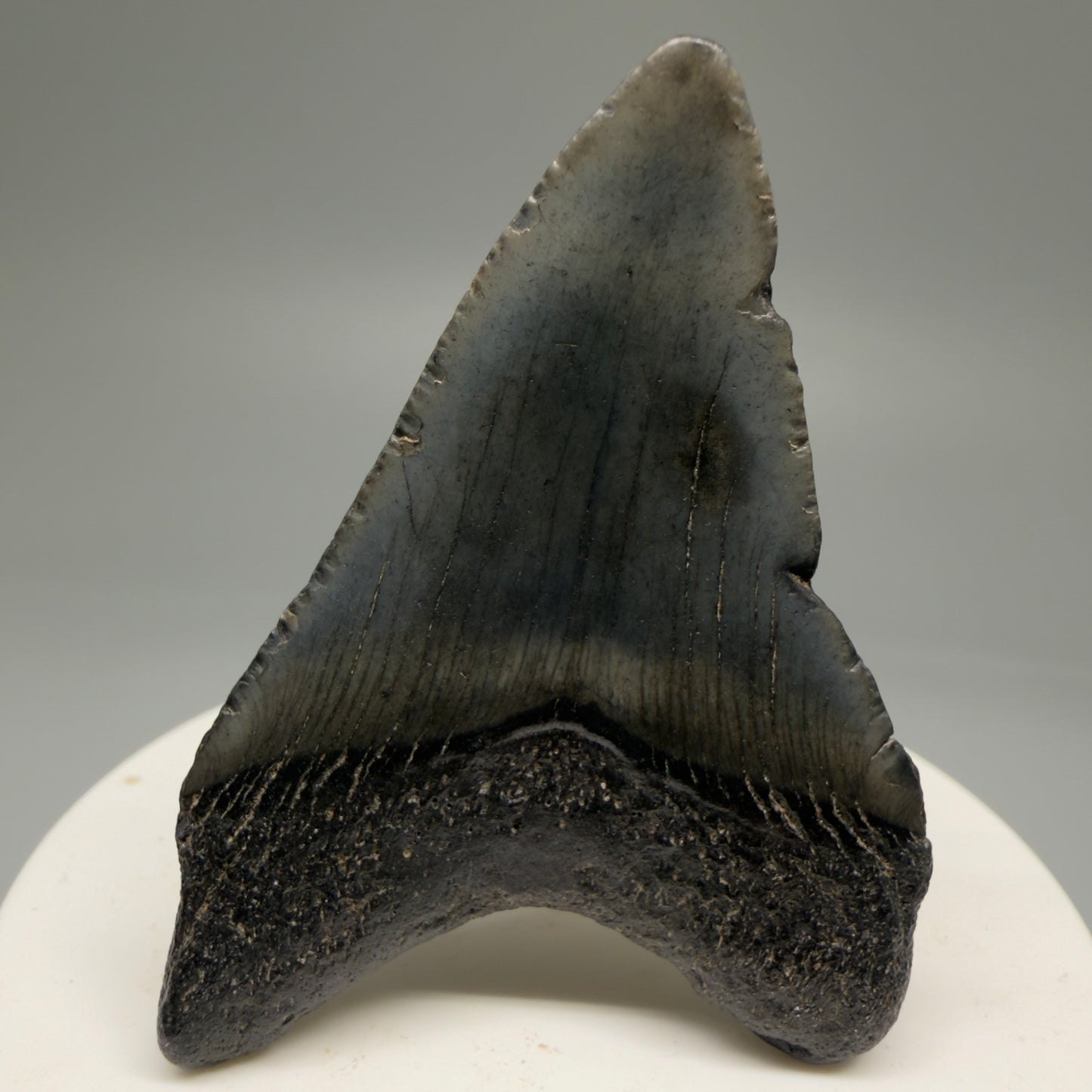 Back View 2.28" Dark Colors Fossil Megalodon Tooth – South Carolina River Find | Authentic Megalodon Tooth CM5751